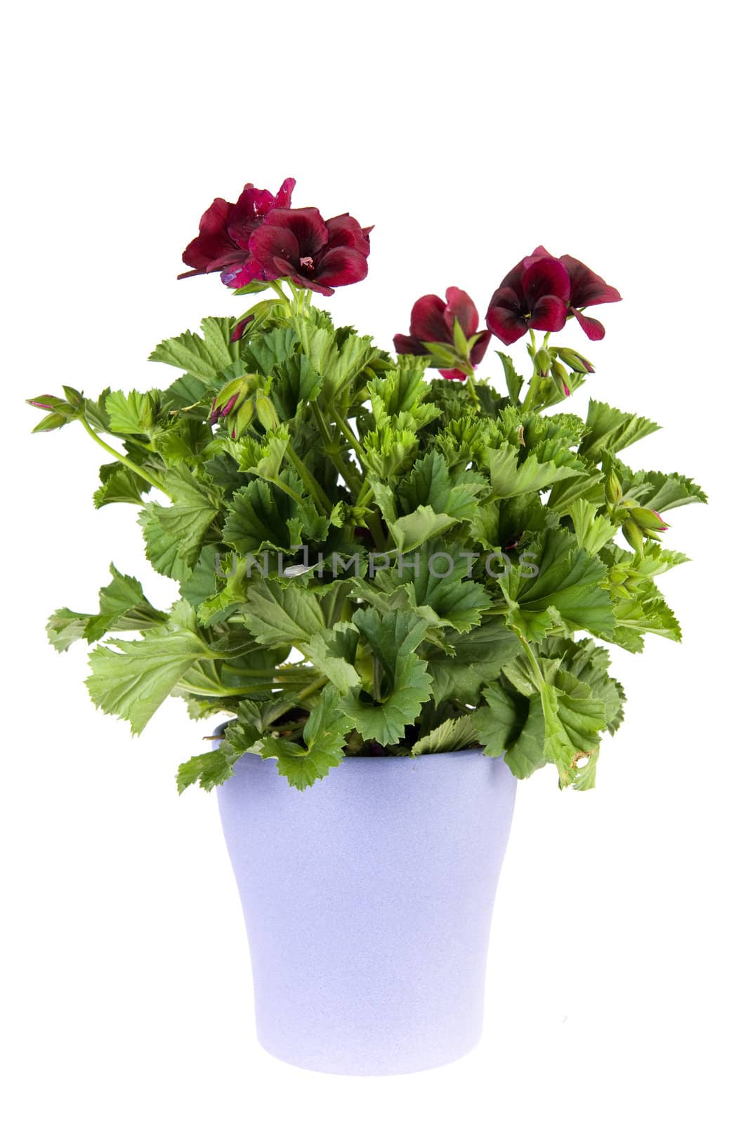 colorful petunia in a vase on a white background