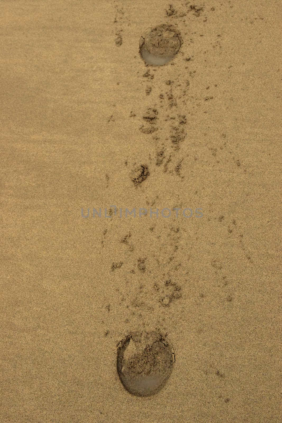 hoofprints on a sandy ballybunion beach on irelands west coast
