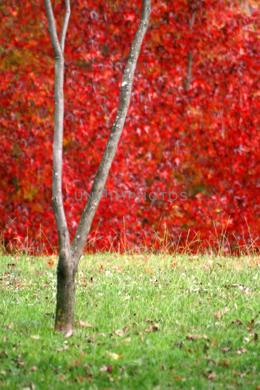 nice and cold autumn landscape