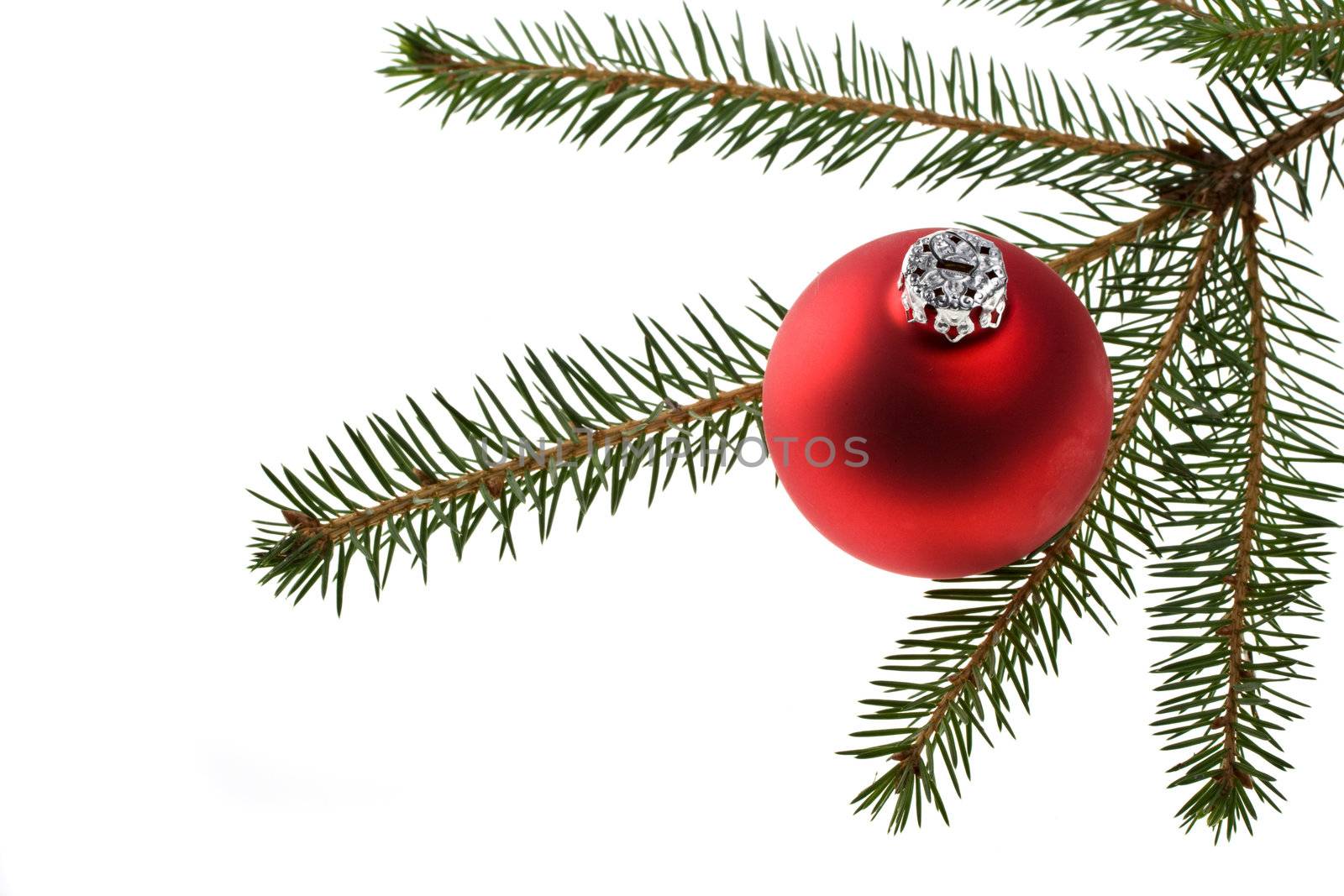 red christmas bauble and a twig isolated on white background by bernjuer