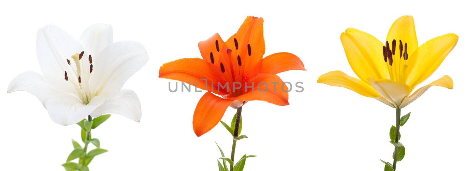 Three fresh lilys isolated on a white background.