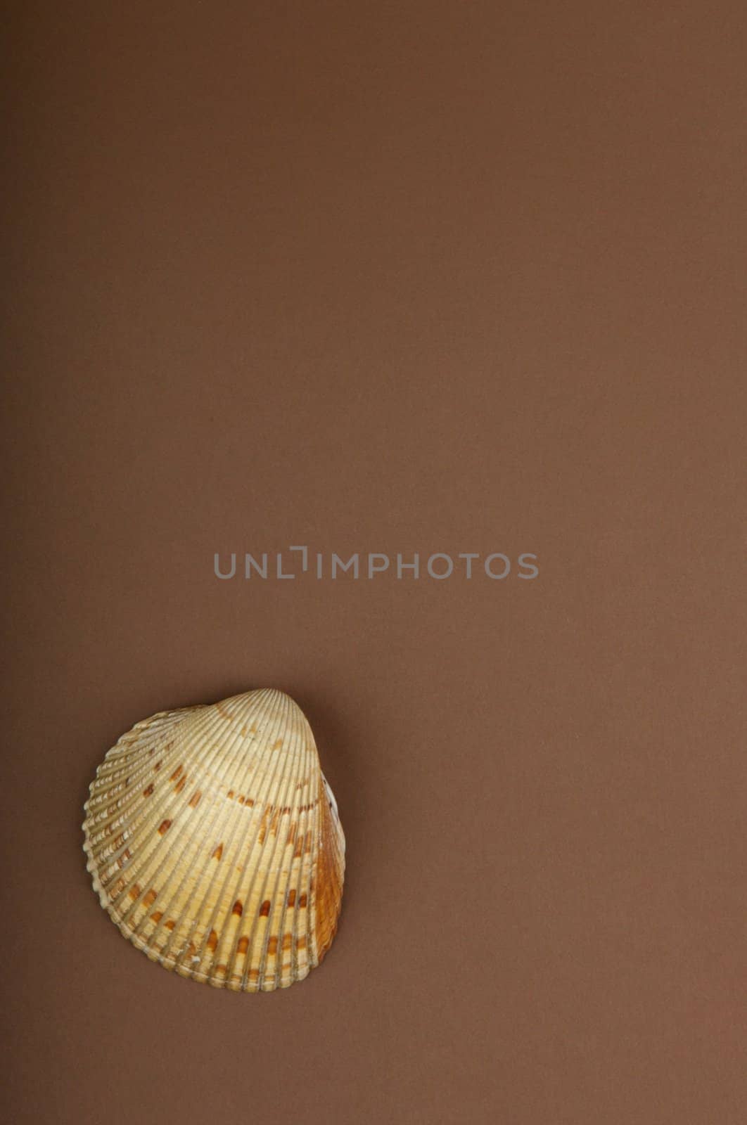 An image of a sea shell with a brown background by Deimages