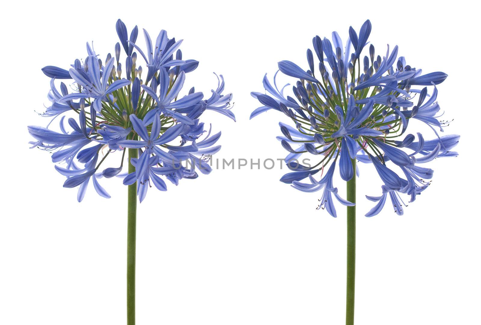 Agapanthus blooms with umbrella like flower clusters of funnel shaped flowers on tall leafless stalks. Space for copy.
