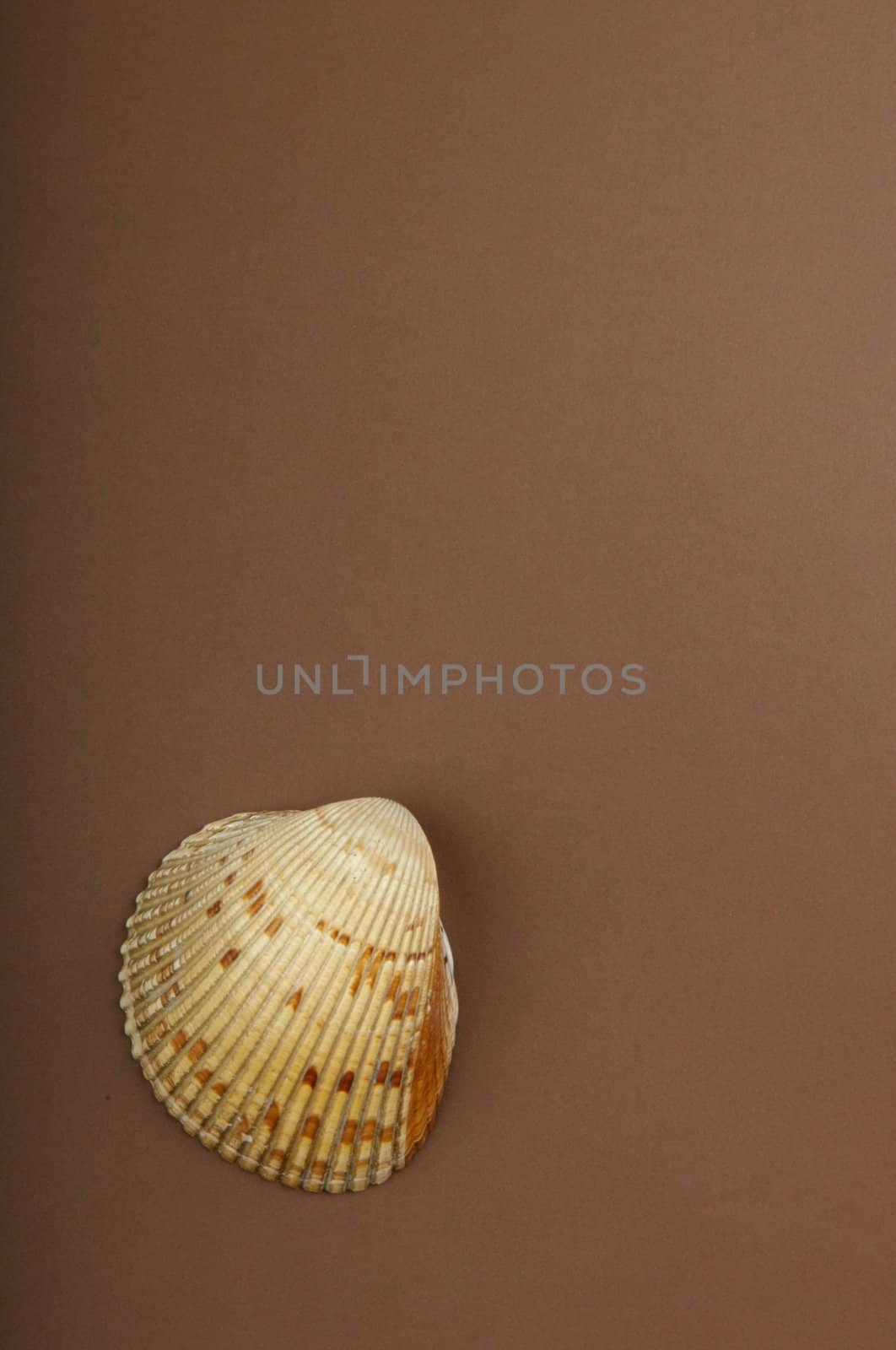 An image of a sea shell with a brown background by Deimages