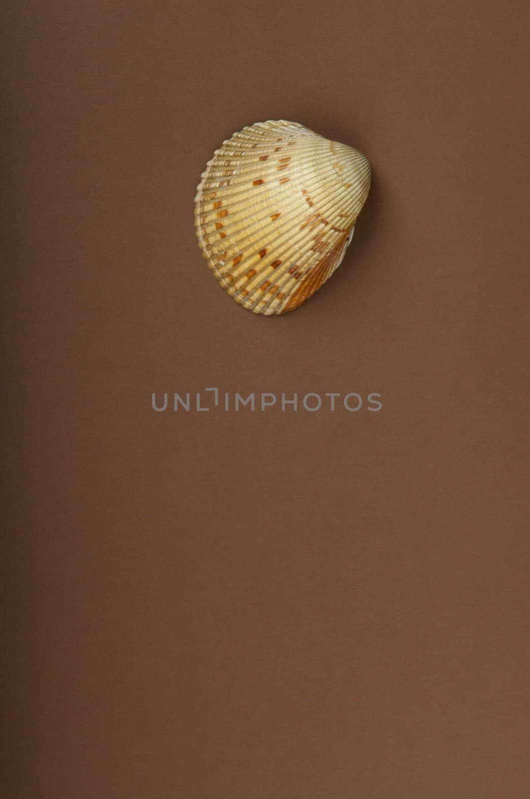 An image of a sea shell with a brown background by Deimages