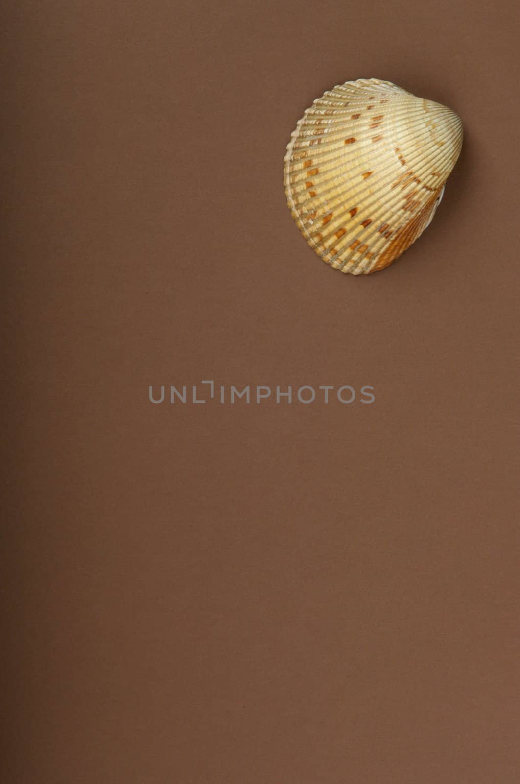 An image of a sea shell with a brown background by Deimages