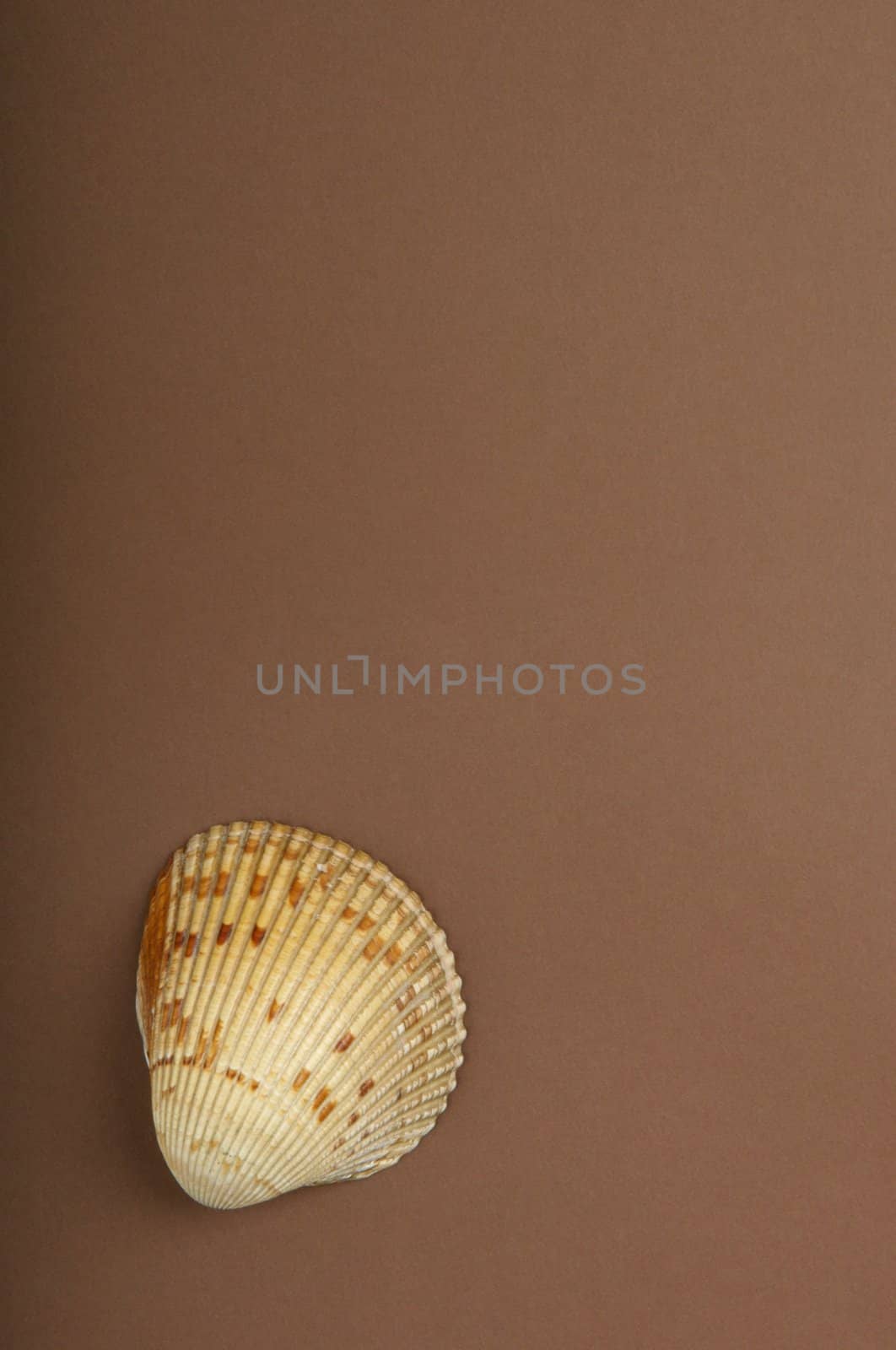 An image of a sea shell with a brown background by Deimages