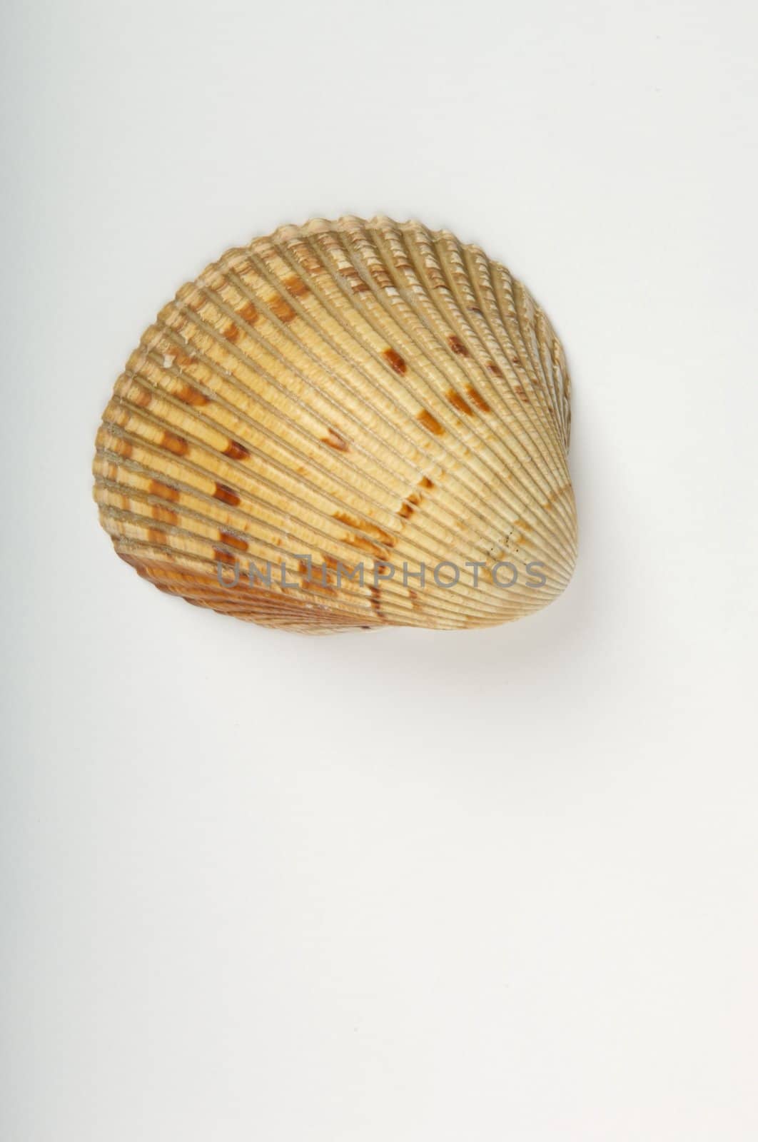 An image of a sea shell with a white background by Deimages