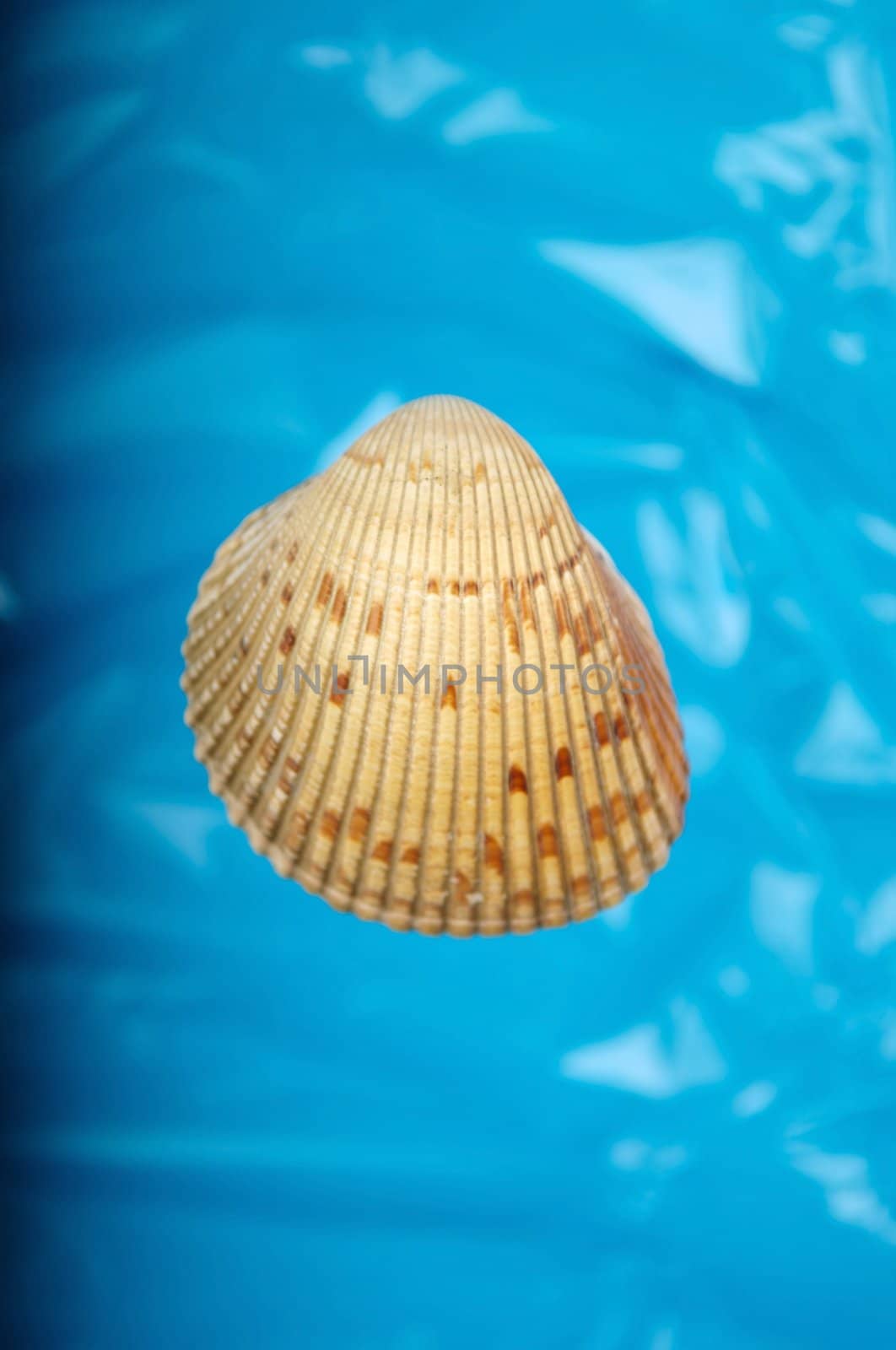 An image of a sea shell with a blue background by Deimages