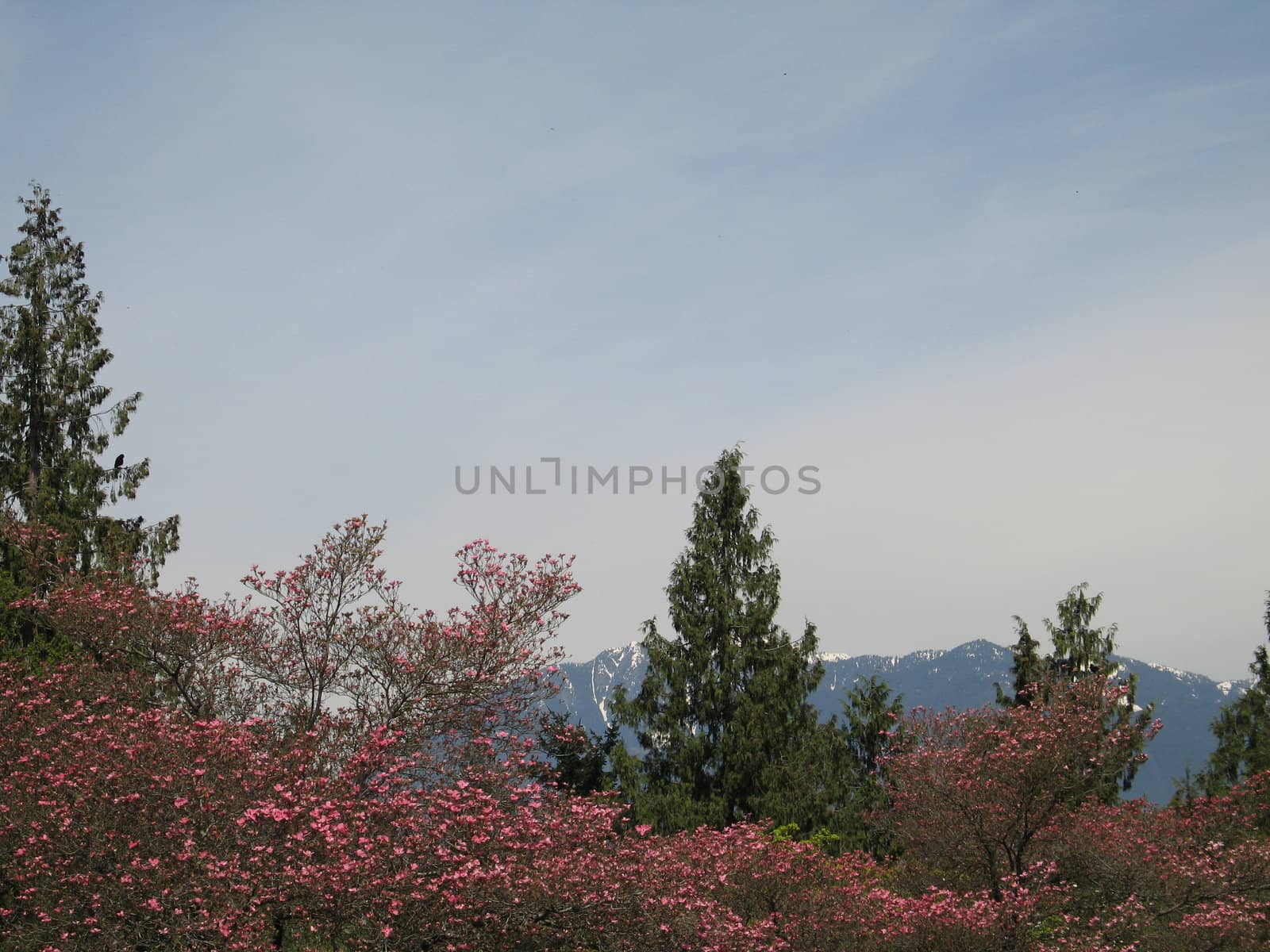 blooming trees and mountain view