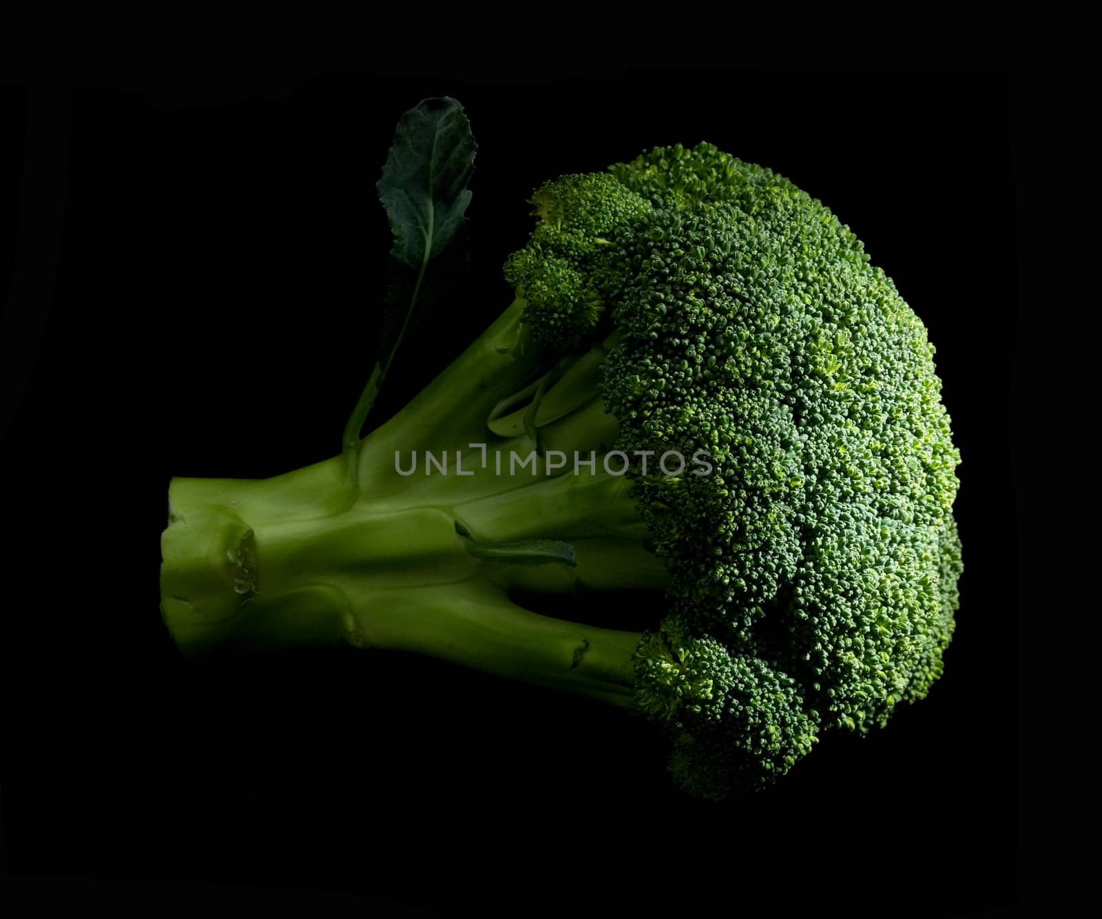 fresh vivid green broccoli on black background