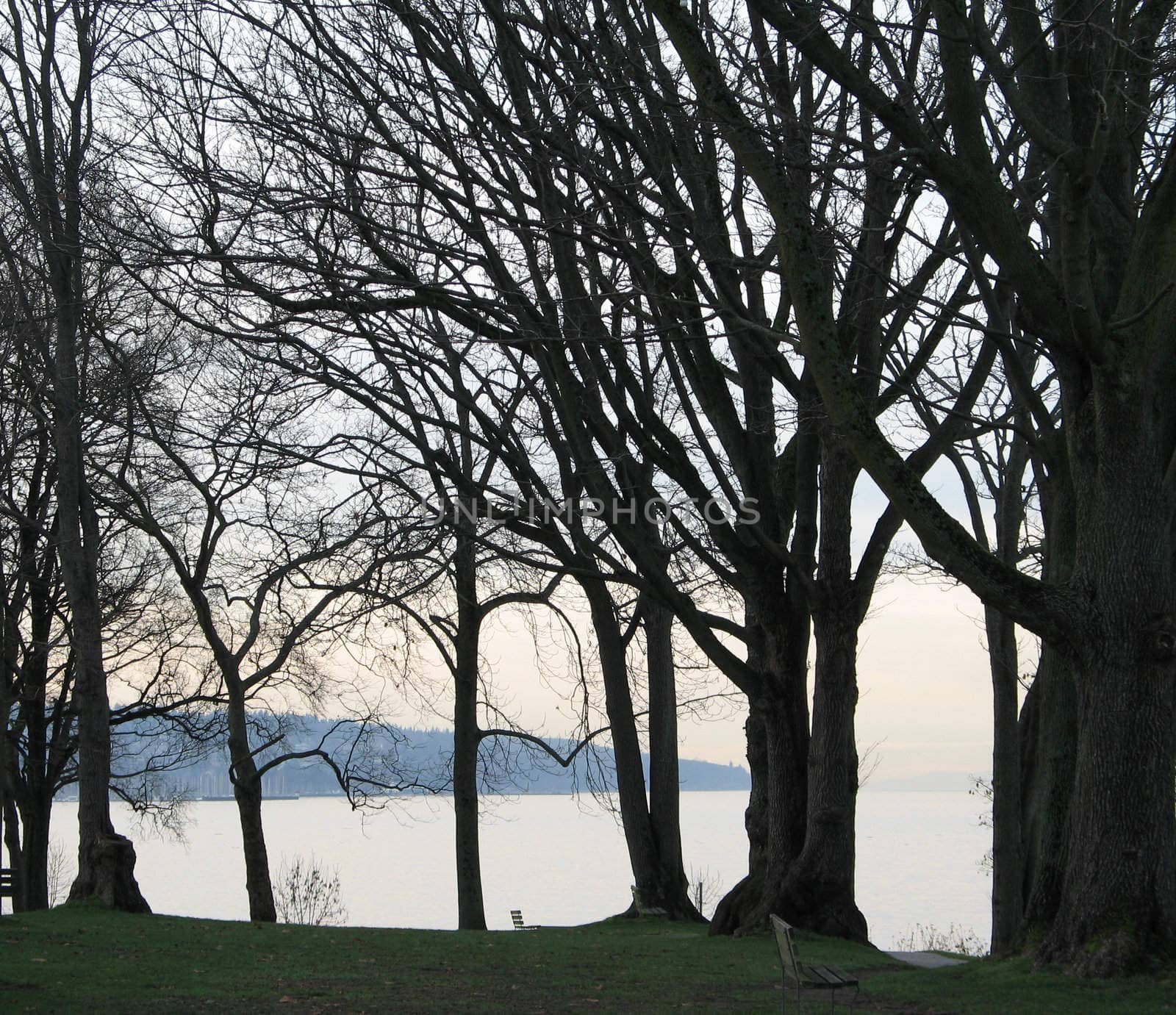 trees in a park by the ocean