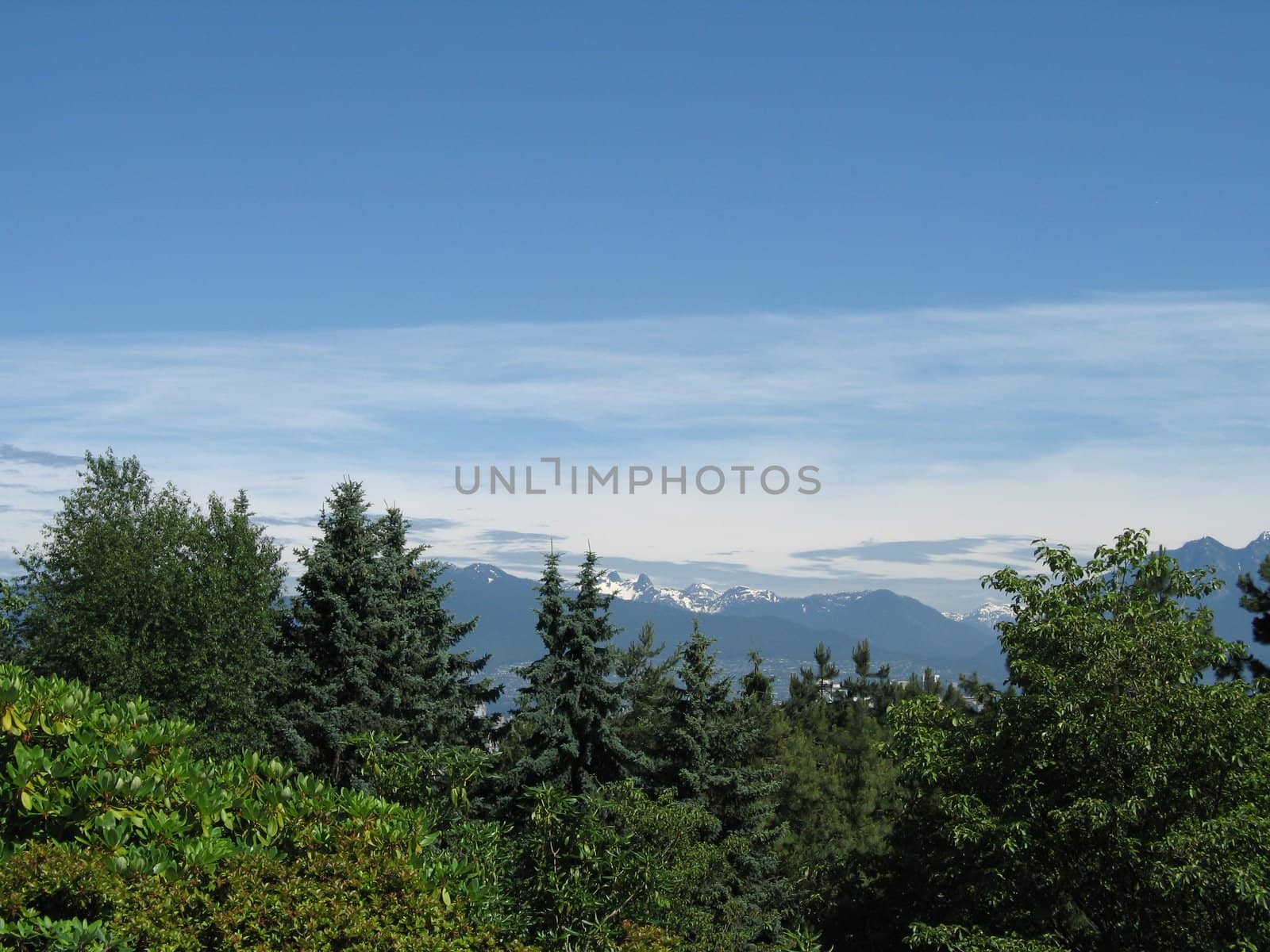 trees and mountain top view