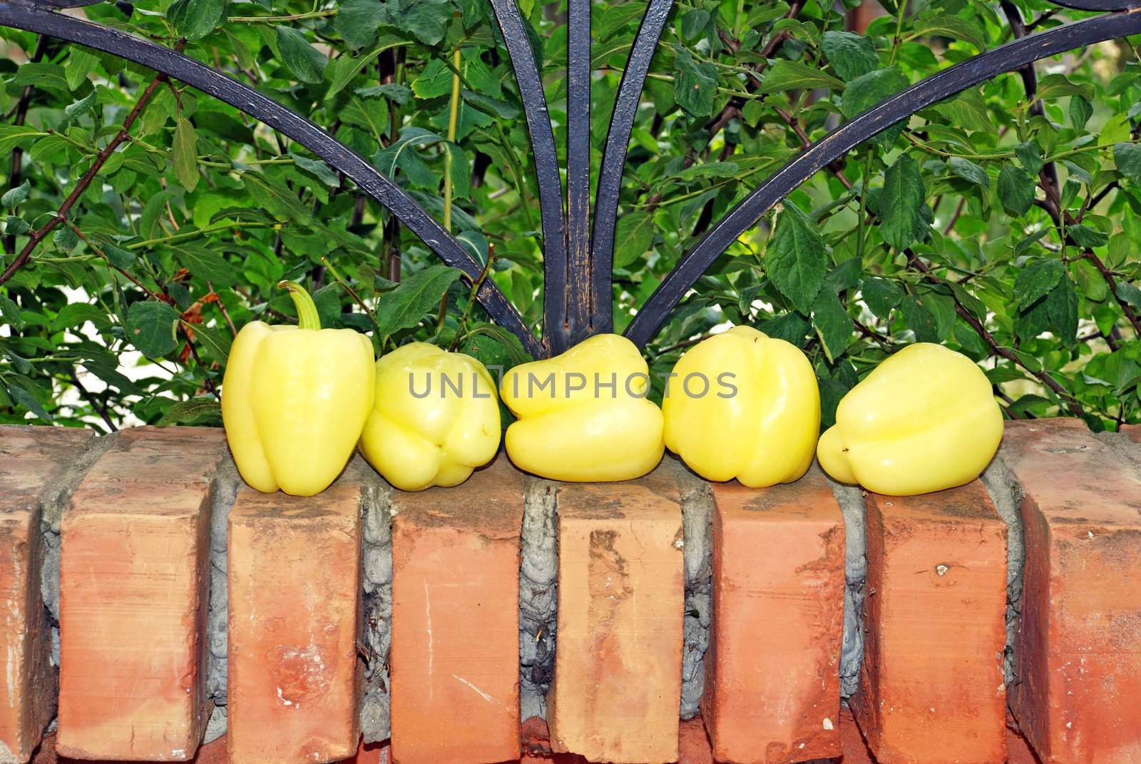yellow rape juicy paprika over brick fence and green leaves