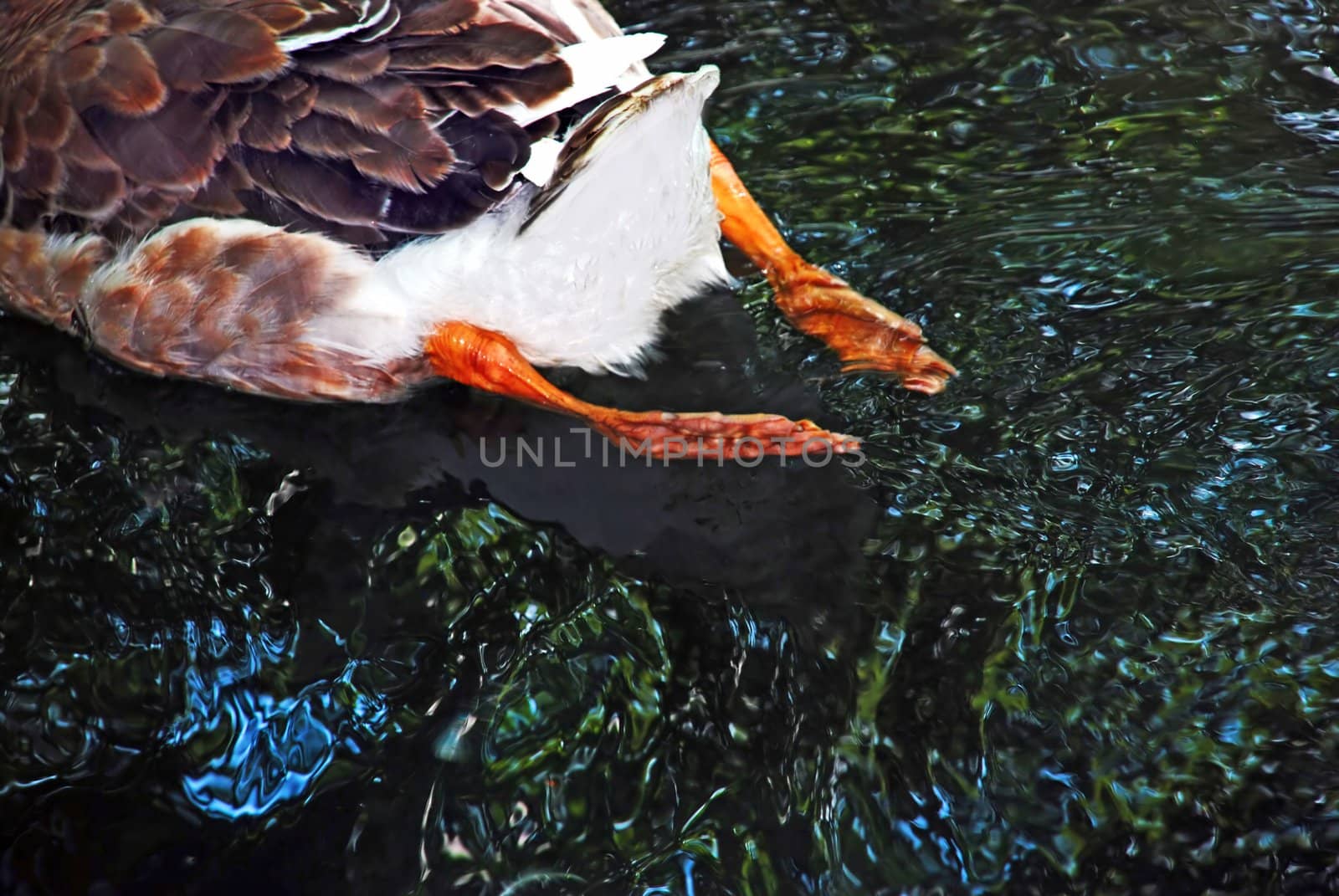 duck orange swimming away over dark water