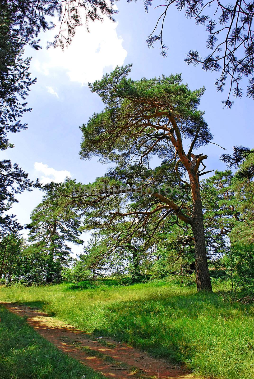 curve pine tree in forest at summer