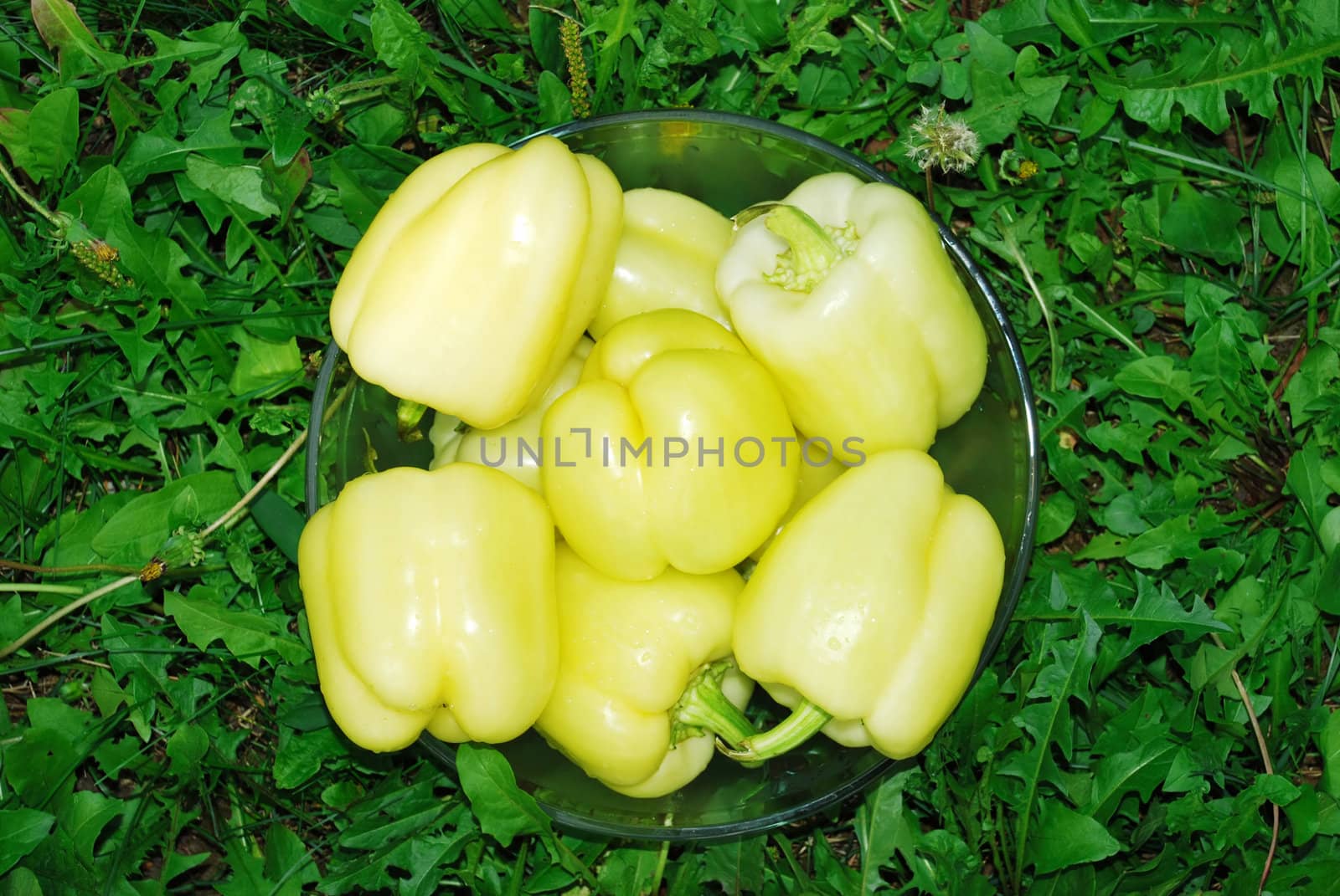 yellow rape juicy paprika in glass bowl over green grass