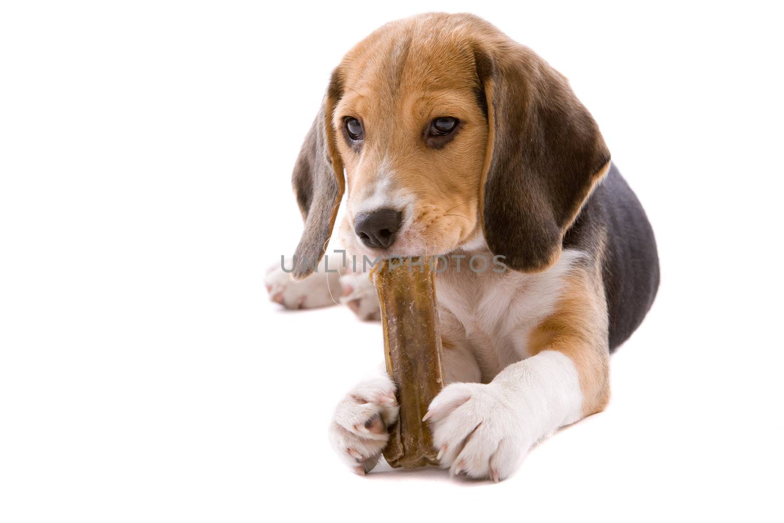 Cute young beagle chewing on a fresh bone