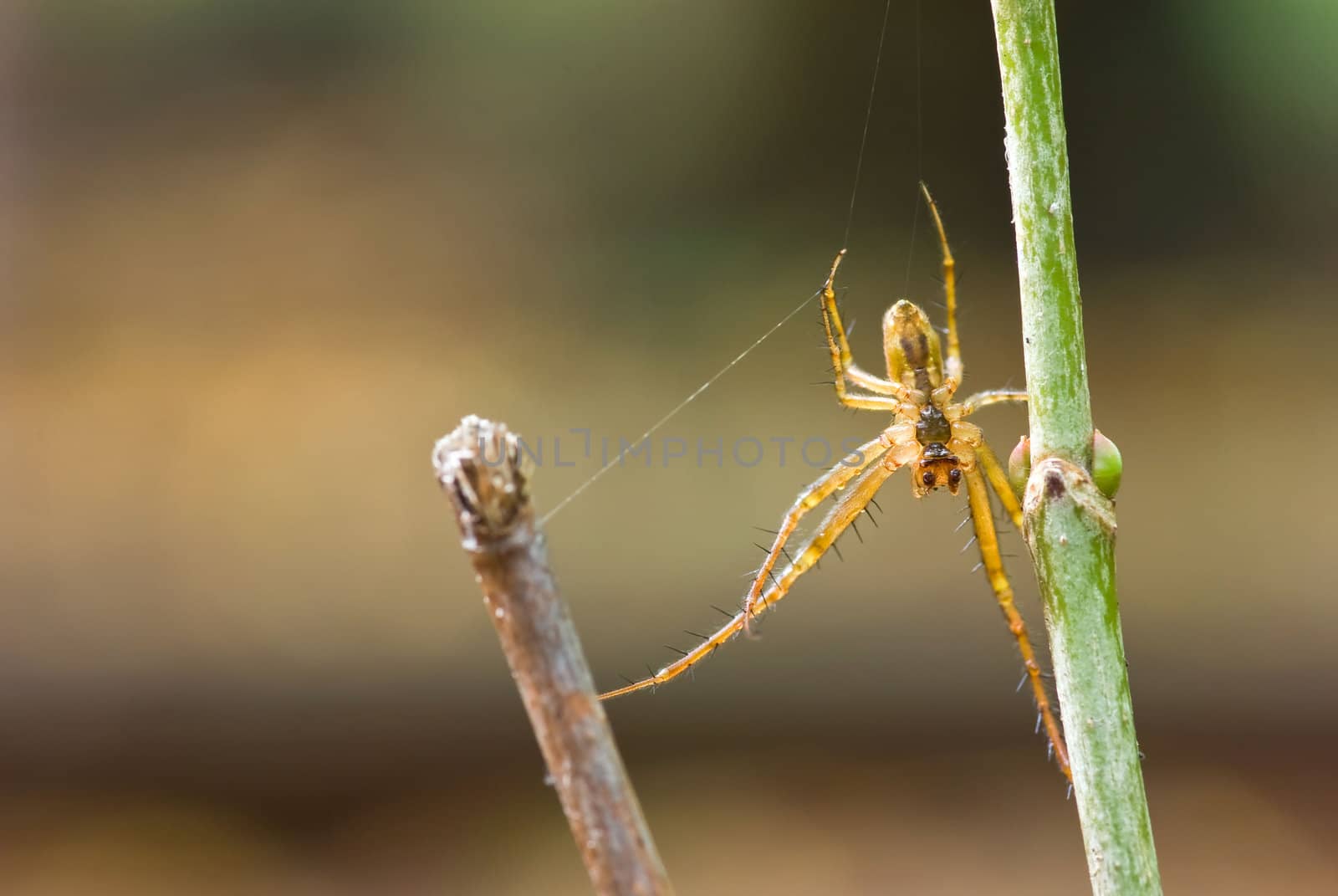 Metellina segmentata. Spider on the bush.