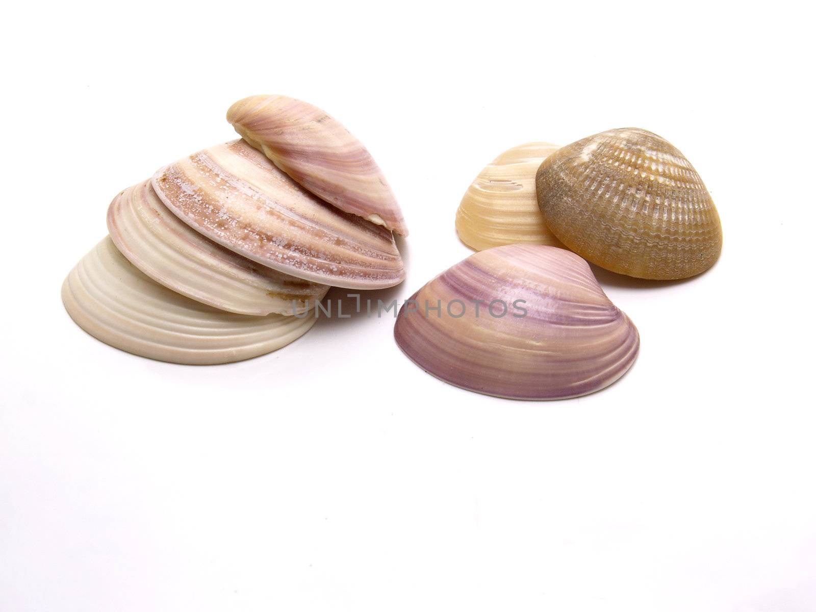 snails of sea isolated in white bot