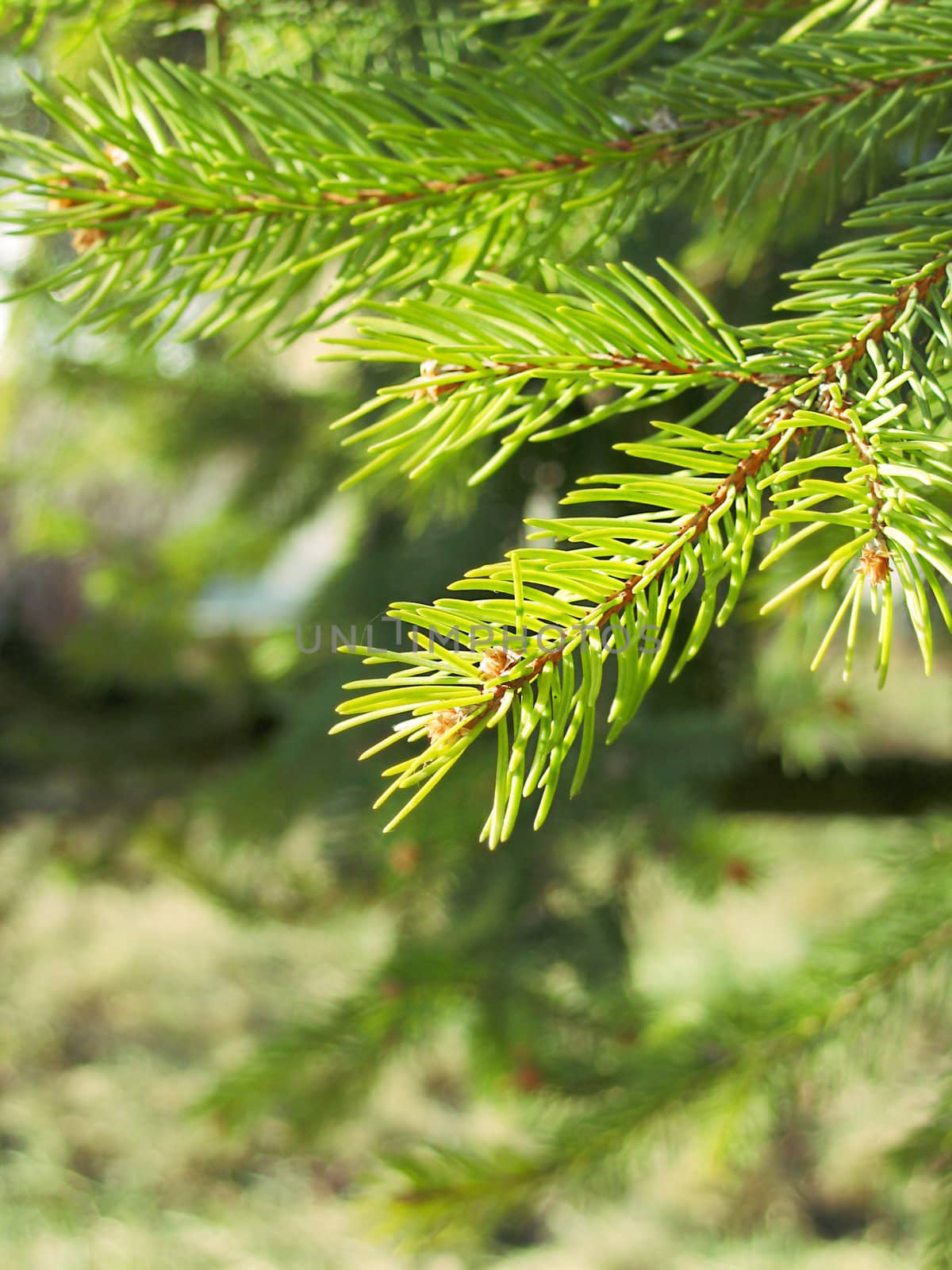 Brightly green branches of a fur-tree