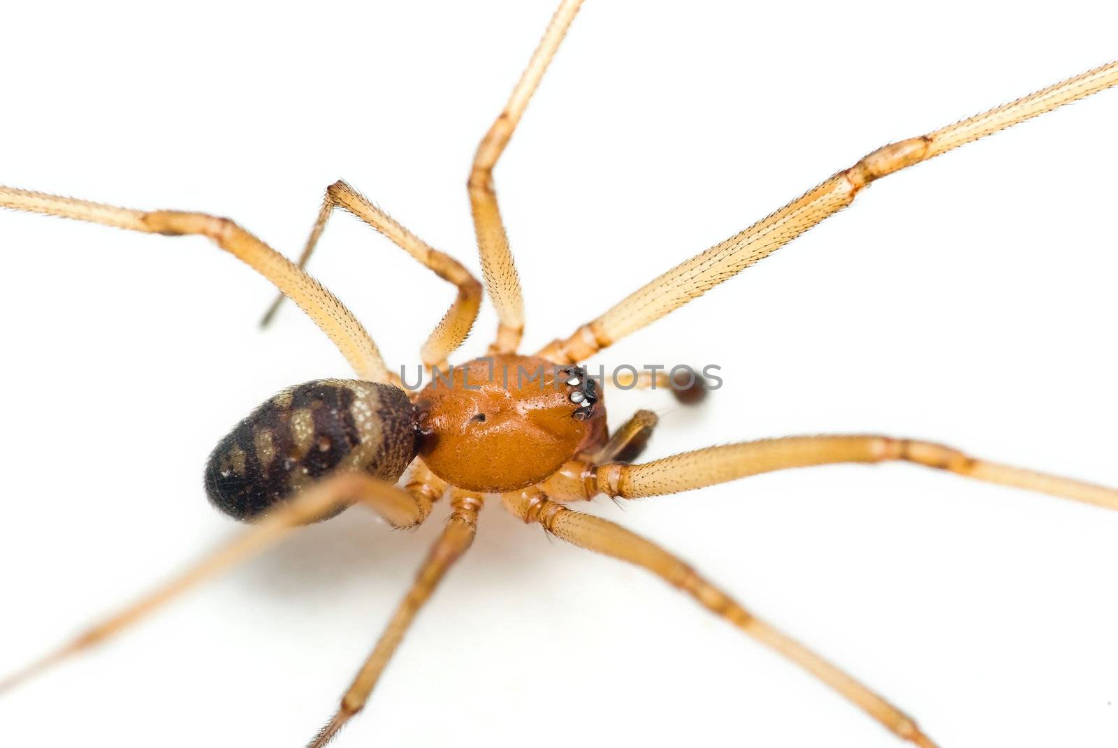 Spider - Steatoda grossa, cupboard spider, dark comb-footed spider, brown house spider or false black widow