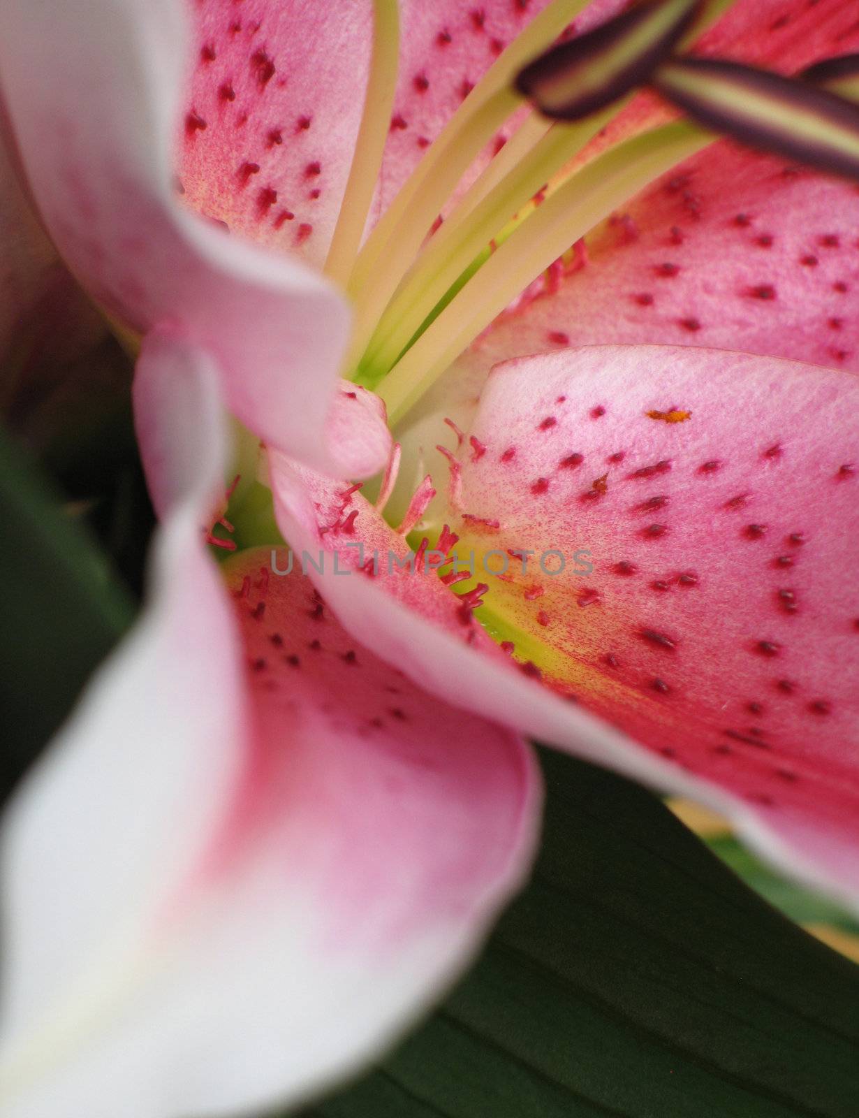 pink flower extreme close up by mmm