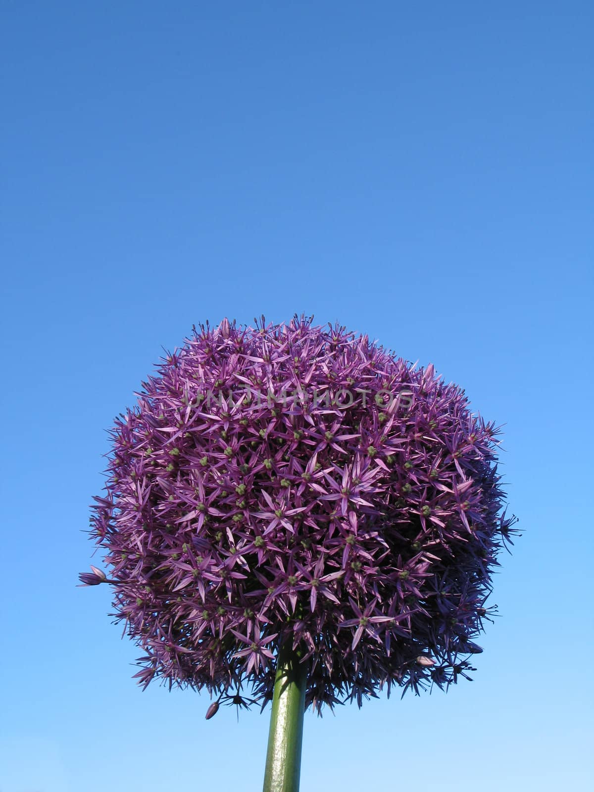 purple round flower in the sky