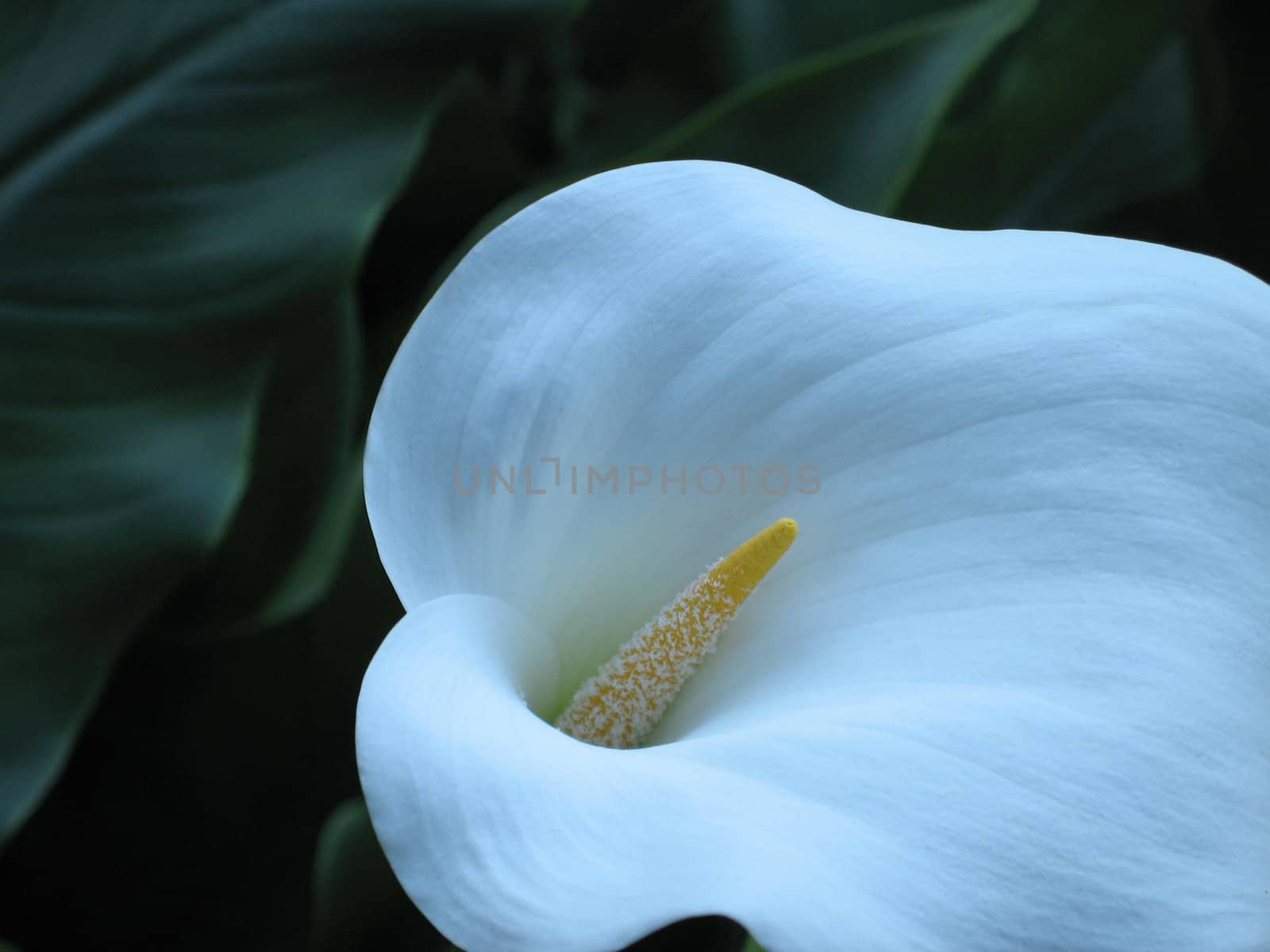 white lily close up