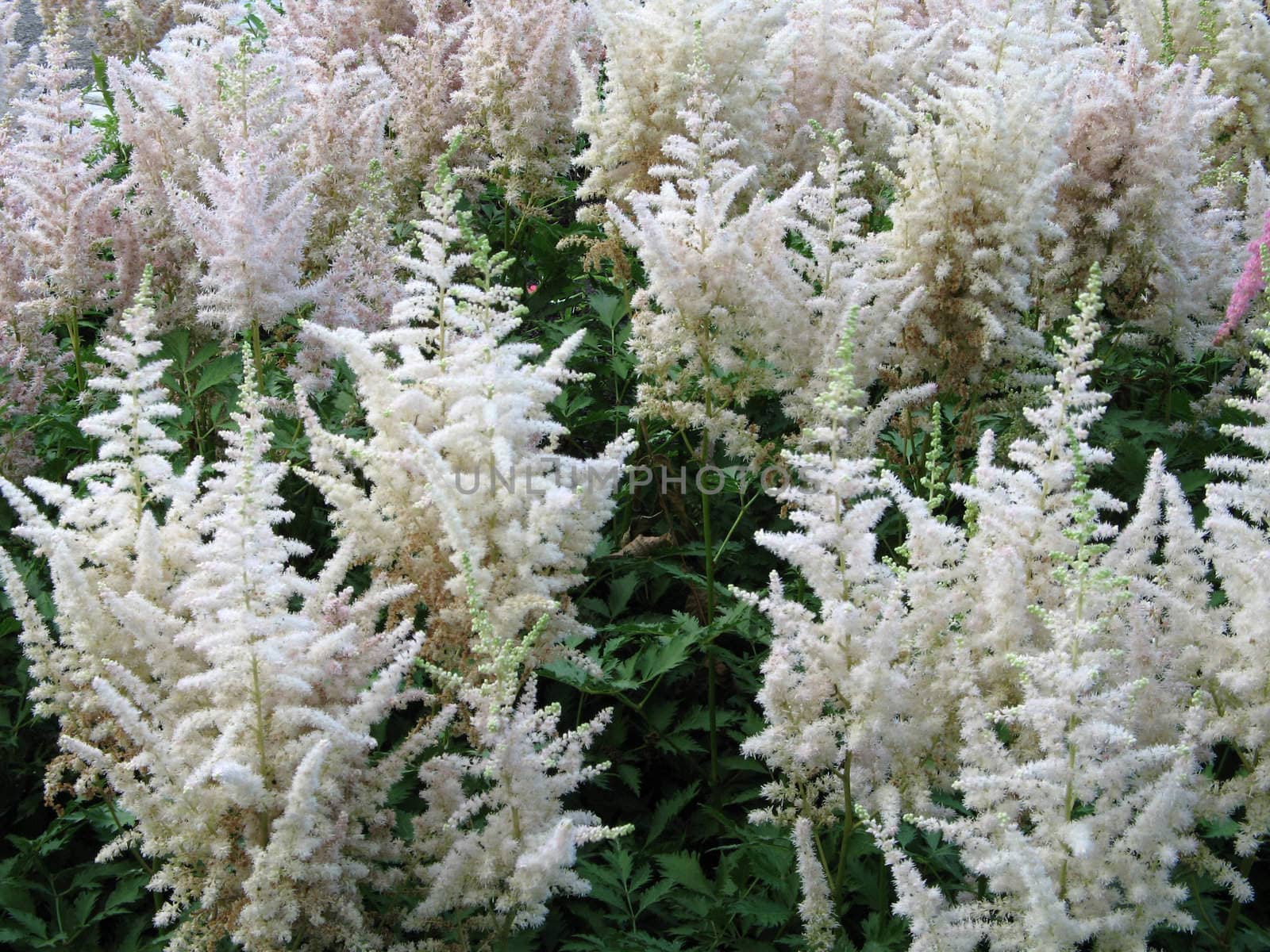 white cone flowers