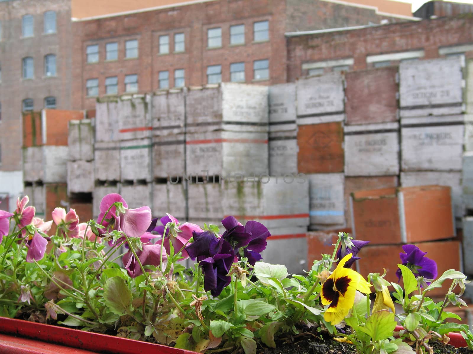 box of flowers outside a window