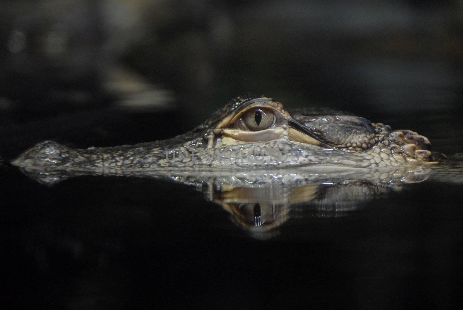 American Alligator resting just above water with it's head reflecting off the surface