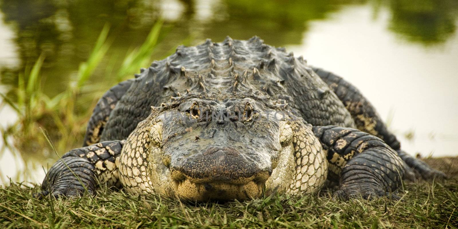 Close up front view of a large American Alligator (Alligator mississippiensis) basking in the grass on the edge of the water, with the reflection of trees in the water in the background.