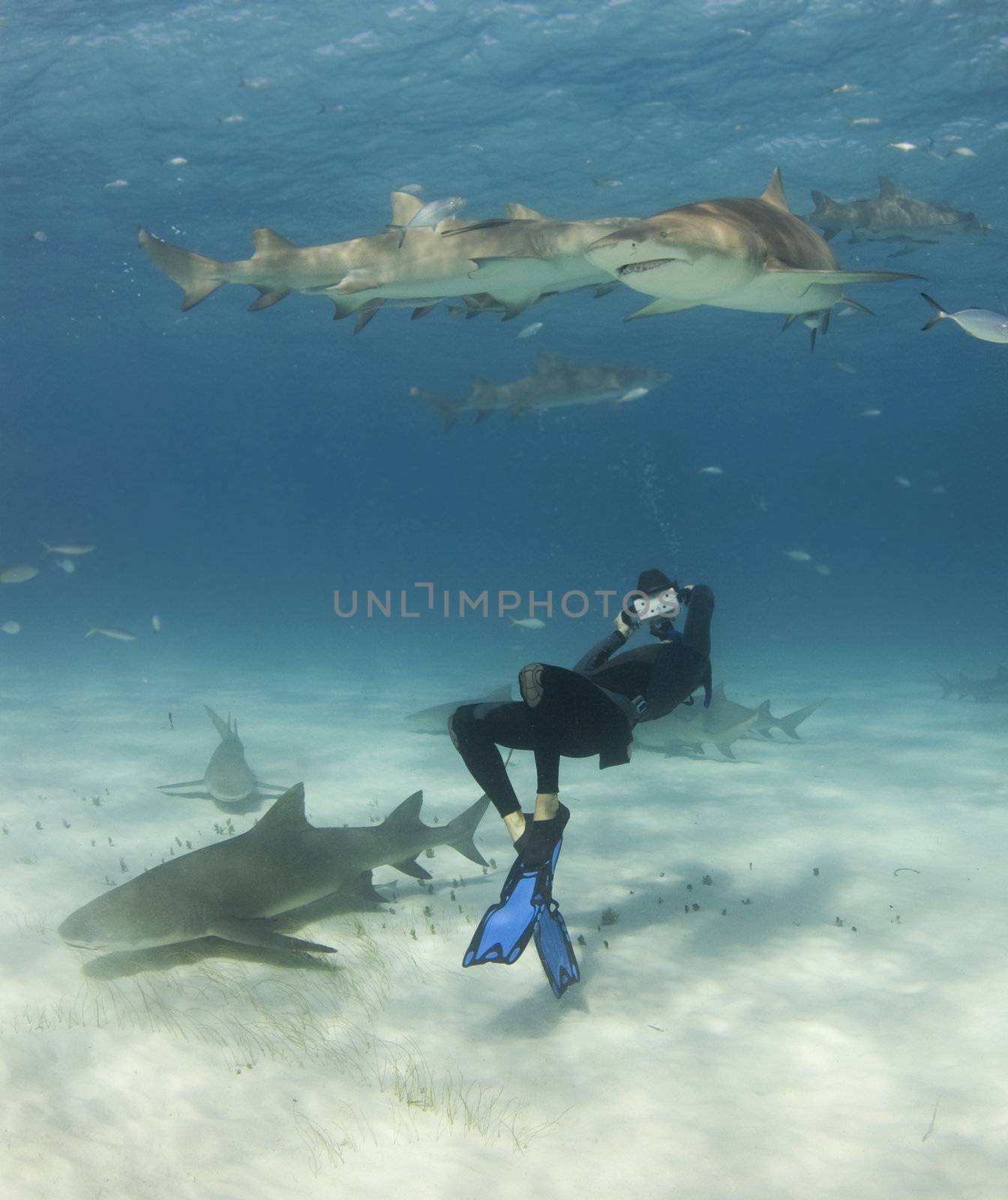 A freediver bends over backwards to get a shot of Lemon Sharks (Negaprion brevirostris) circling overhead