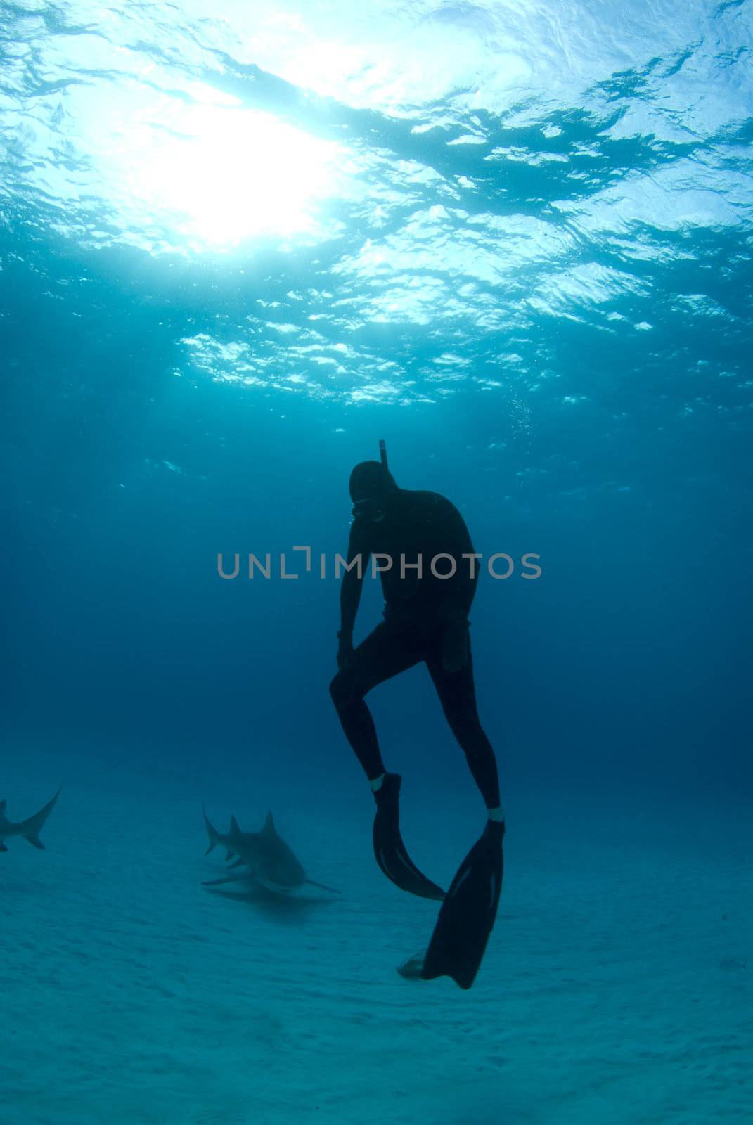 A freediver ascends back to the surface after spending some time interacting with Lemon Sharks