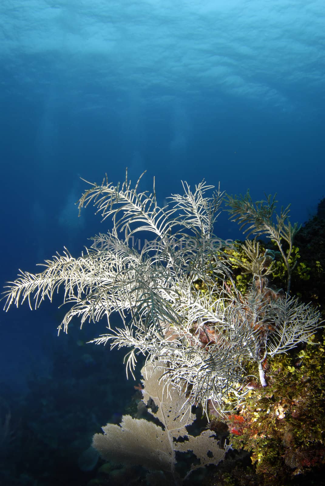 Tropical Seascape with Gorgonian coral (Holaxonia gorgonidae) and a Sea Fan (Gorgonia ventalina) in the foreground, with the ripples of the ocean surface in the background.