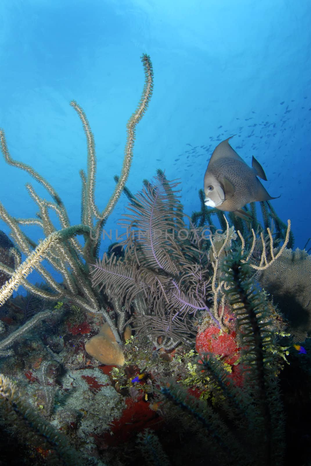 A Gray Angelfish (Pomacanthus arcuatus) swimming over a bloom of soft and hard corals