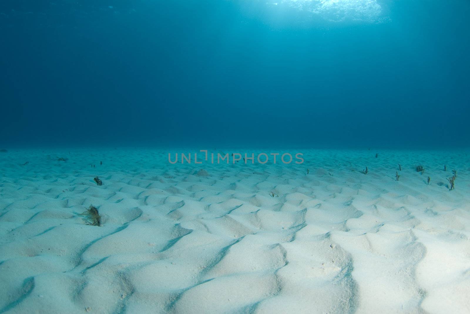 Background image of the bright white rippled sand on the ocean floor at Tiger Beach