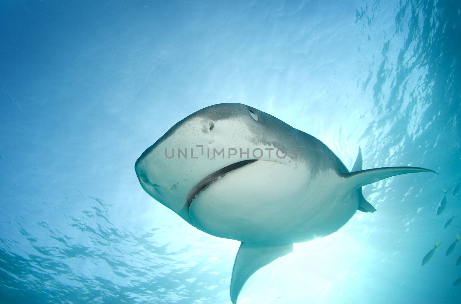 A Tiger Shark (Galeocerdo cuvier) begins to cover her eyes as she descends towards the camera from above in line with the sun shining through the surface of the ocean.