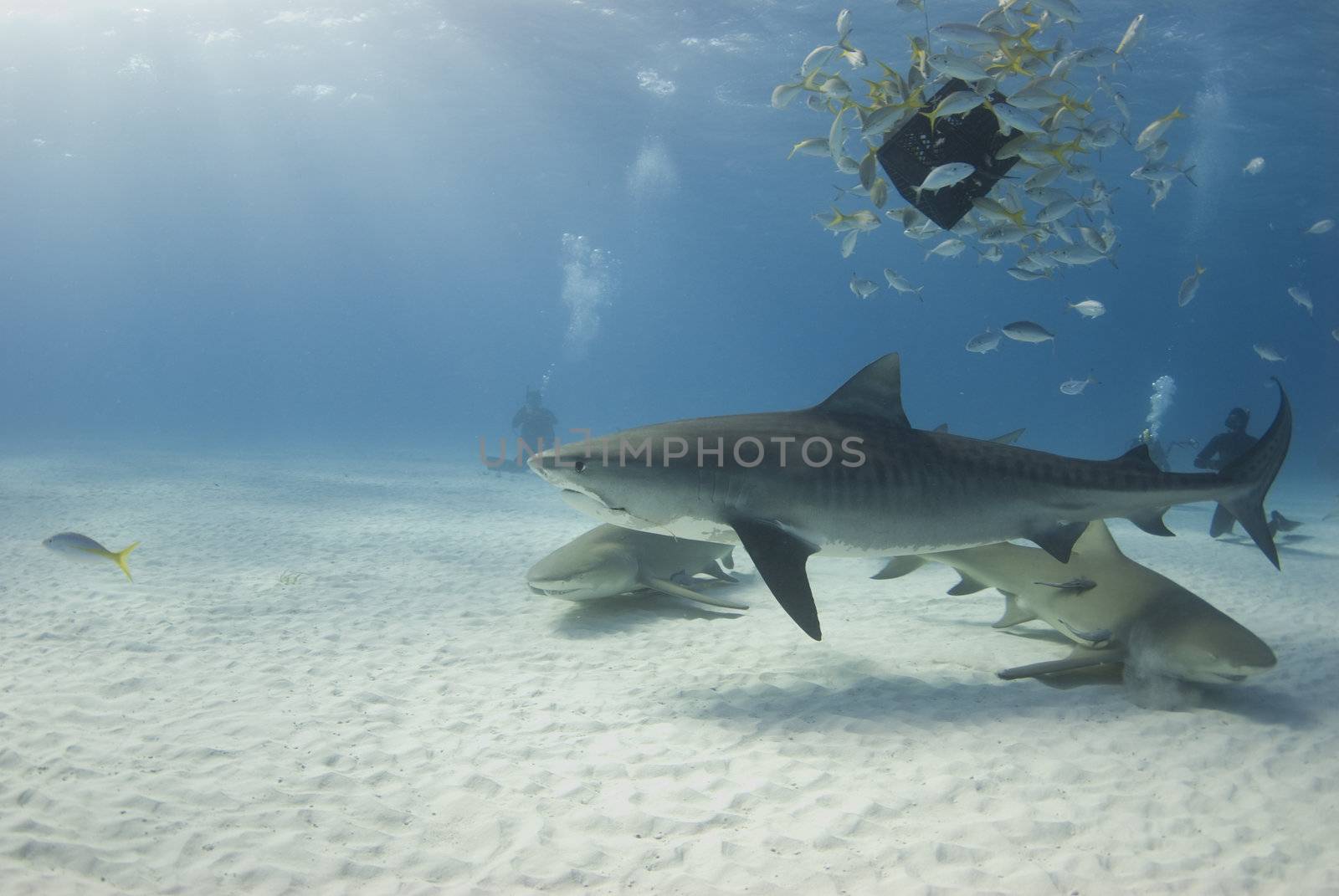 A tiger shark circles a school of bait fish feeding on bait while lemon sharks swim below