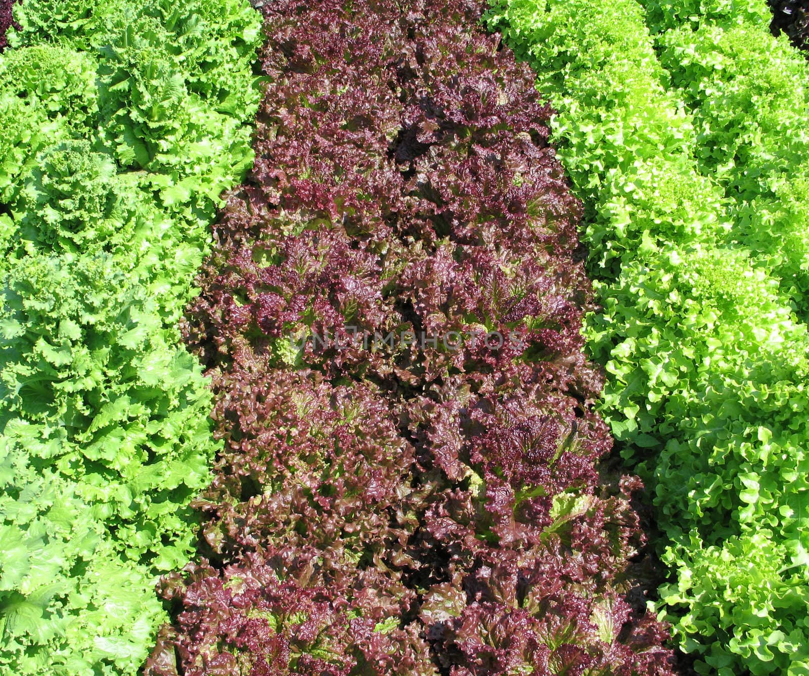 different organic lettuces in a garden