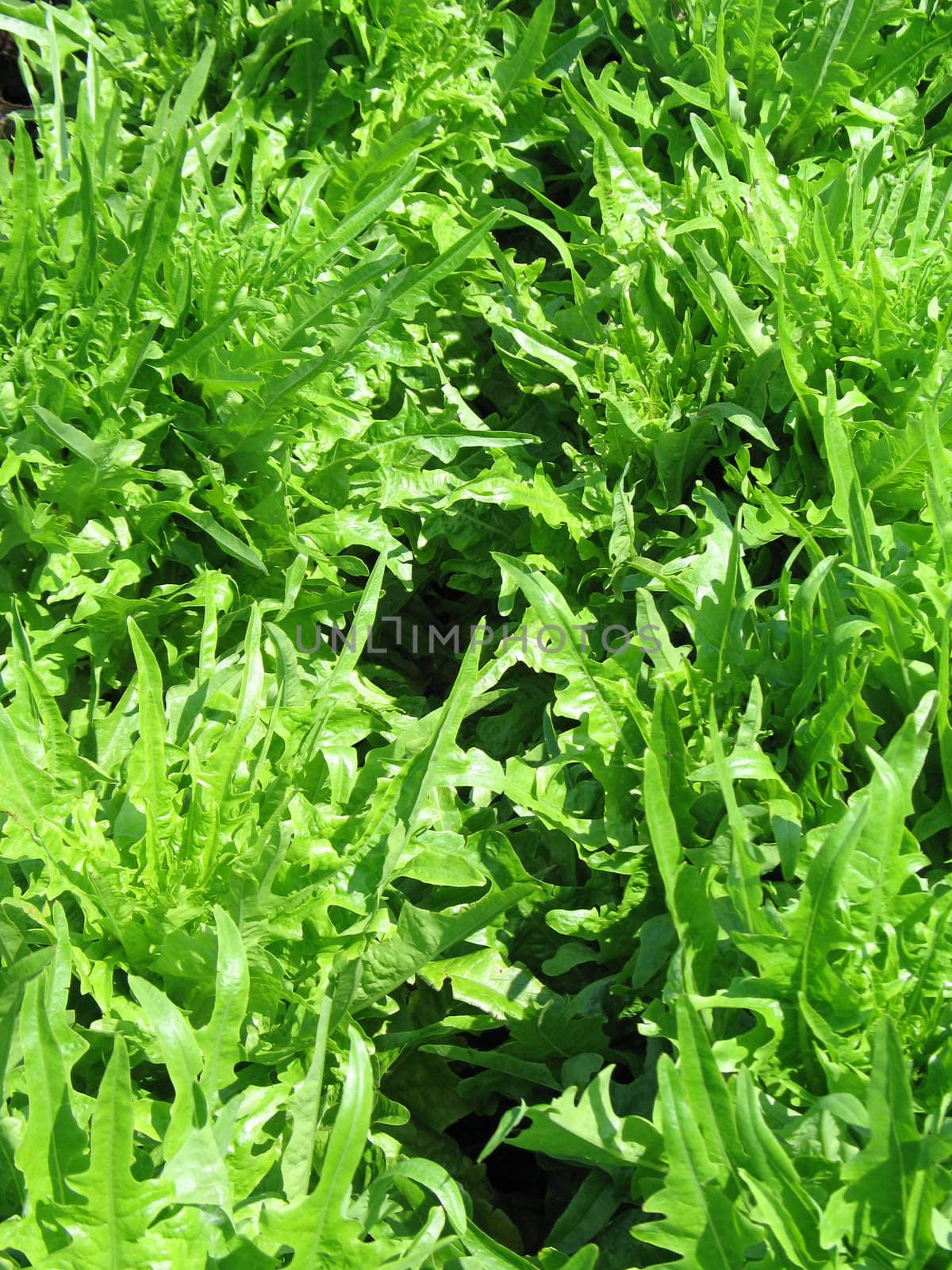 organic lettuces in a garden