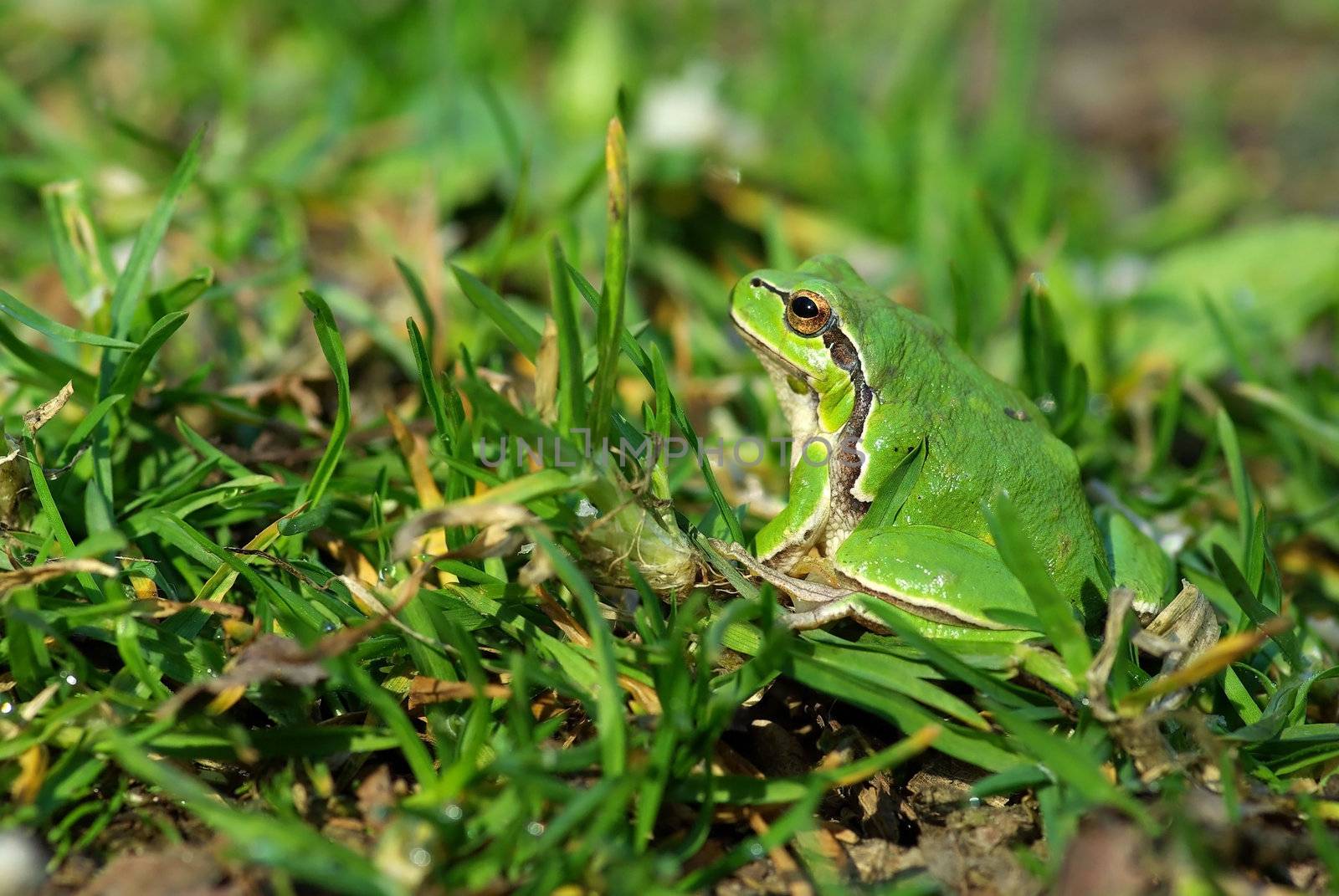 Hyla arborea. Common or European tree frog in the forest.