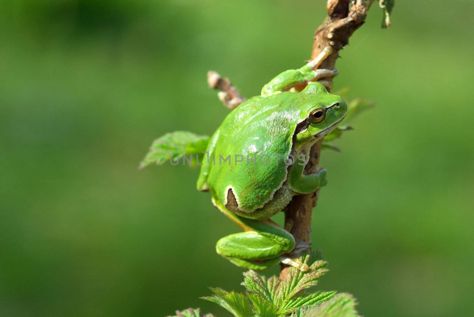 Hyla arborea. Common or European tree frog in the forest.