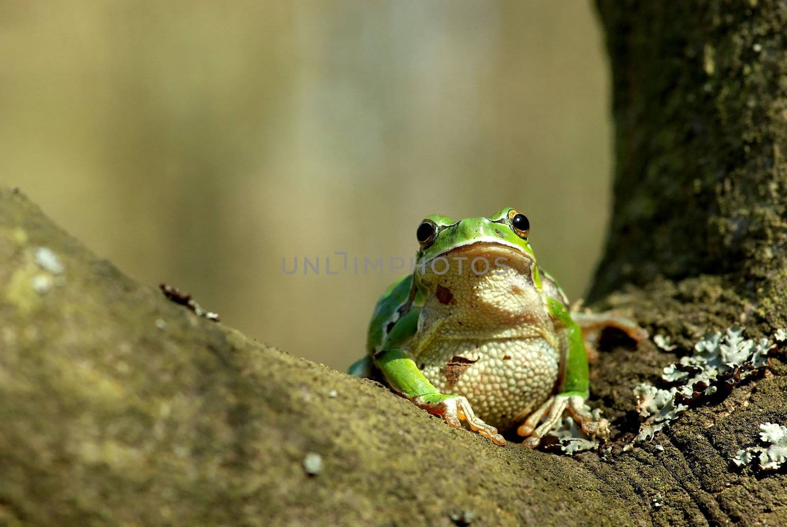 Hyla arborea. Common or European tree frog in the forest.