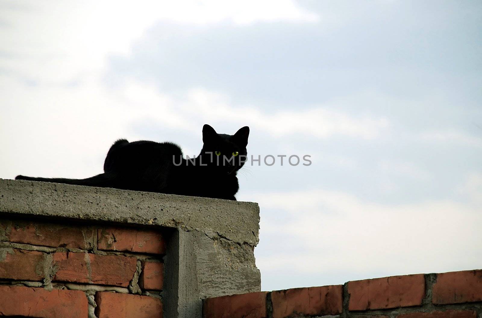 black cat with green eyes over brick fence relaxing