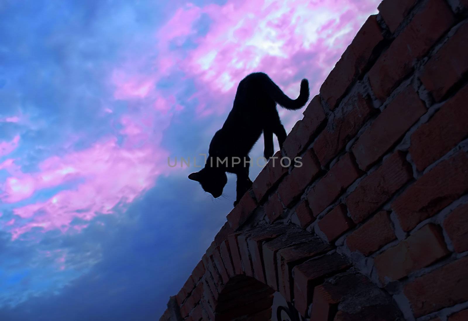 black cat silhouette walking over brick fence over blue pink sky