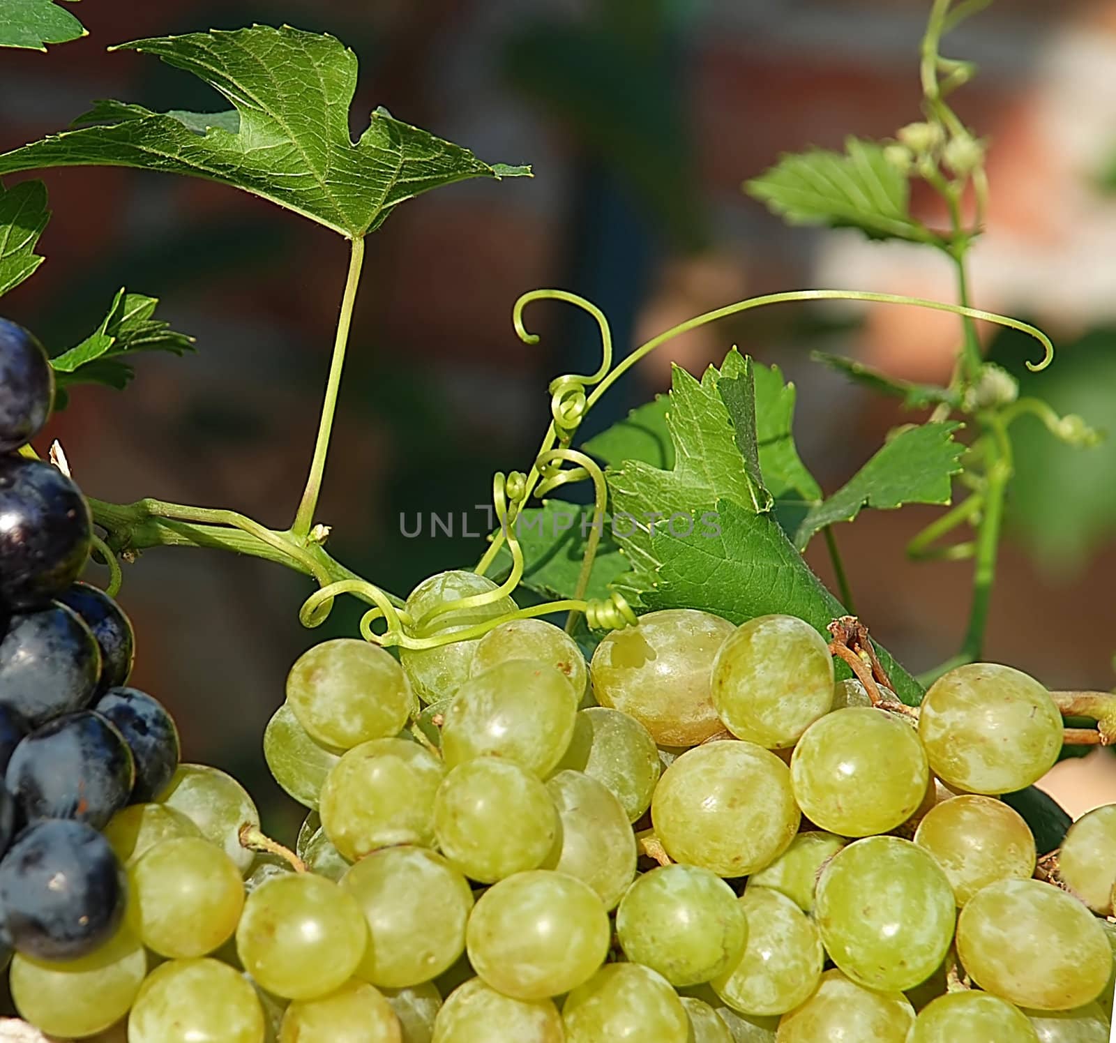 green and red  ripe grapes in vineyard details