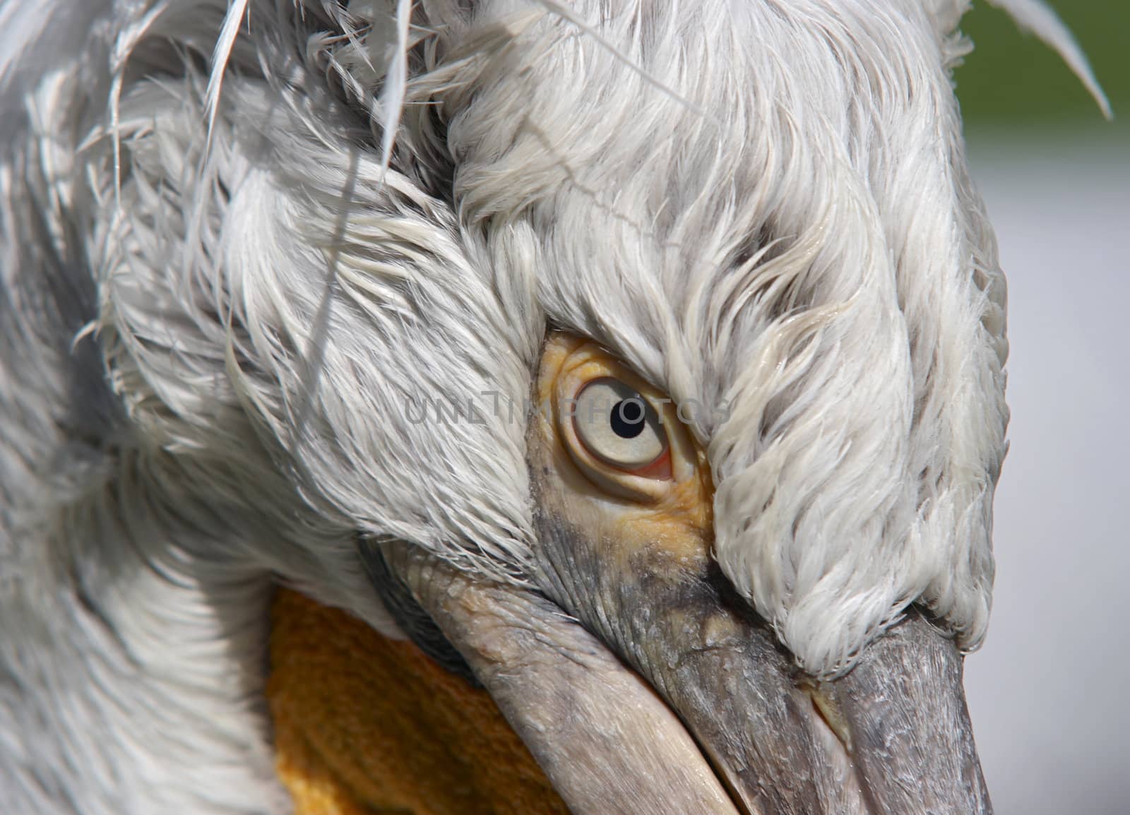 Shot of the Dalmatian pelican - detail of the eye