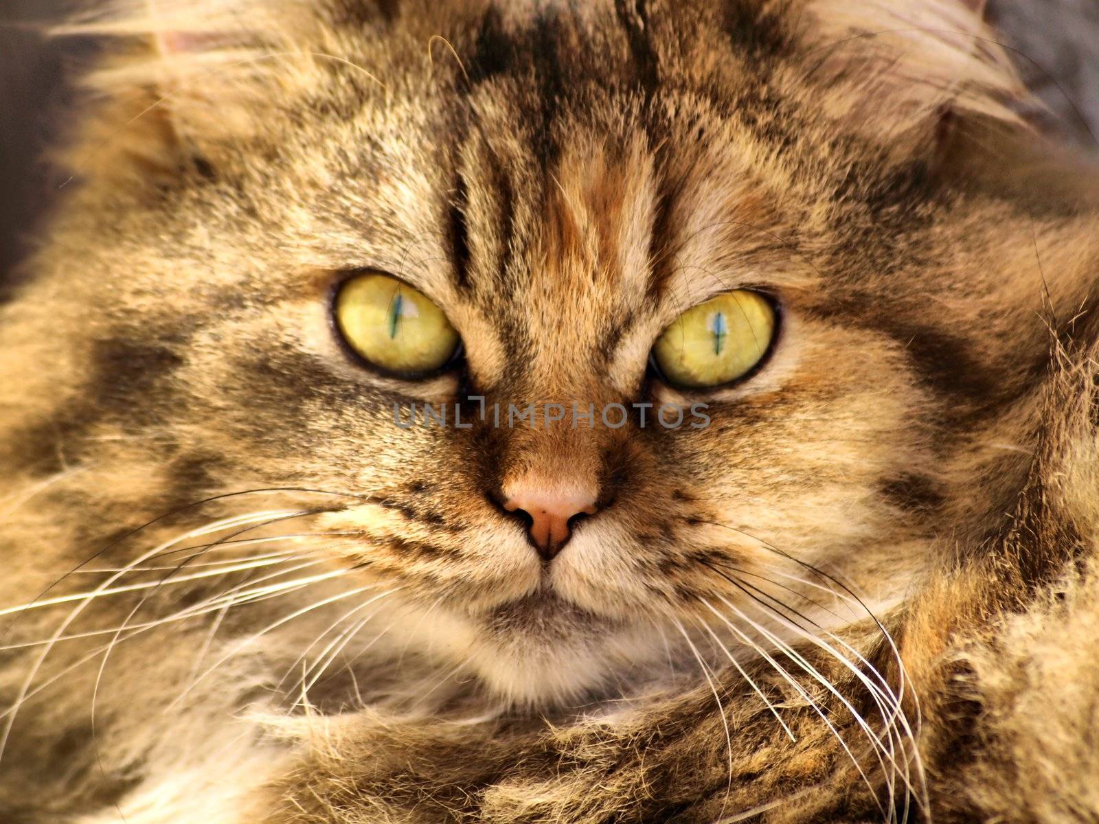 kitty portrait by jbouzou